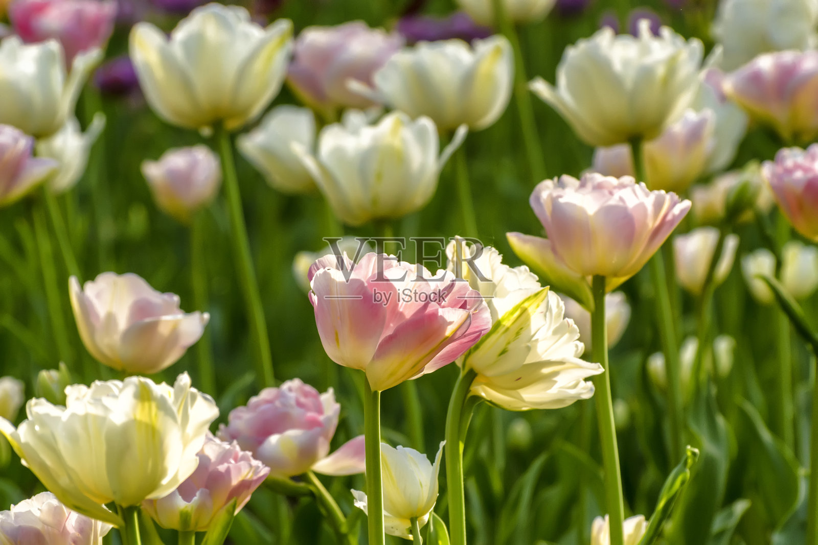 2019年5月在圣彼得堡的埃拉金岛公园举行的郁金香节。照片摄影图片