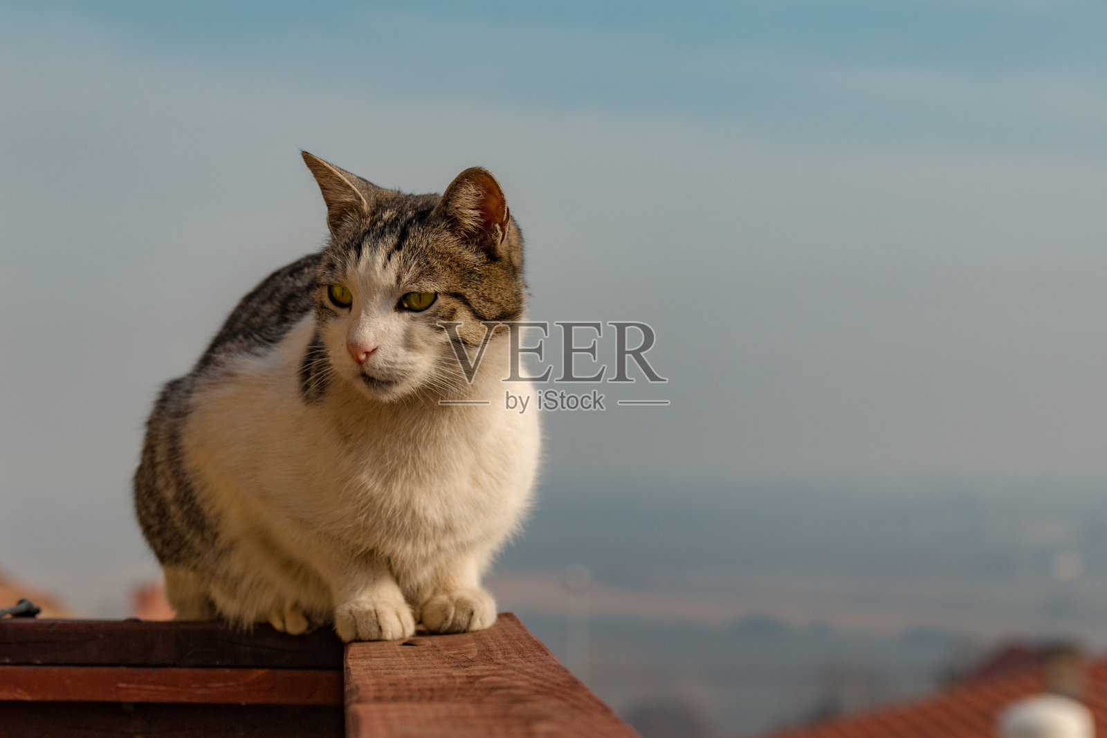 猫在栅栏照片摄影图片
