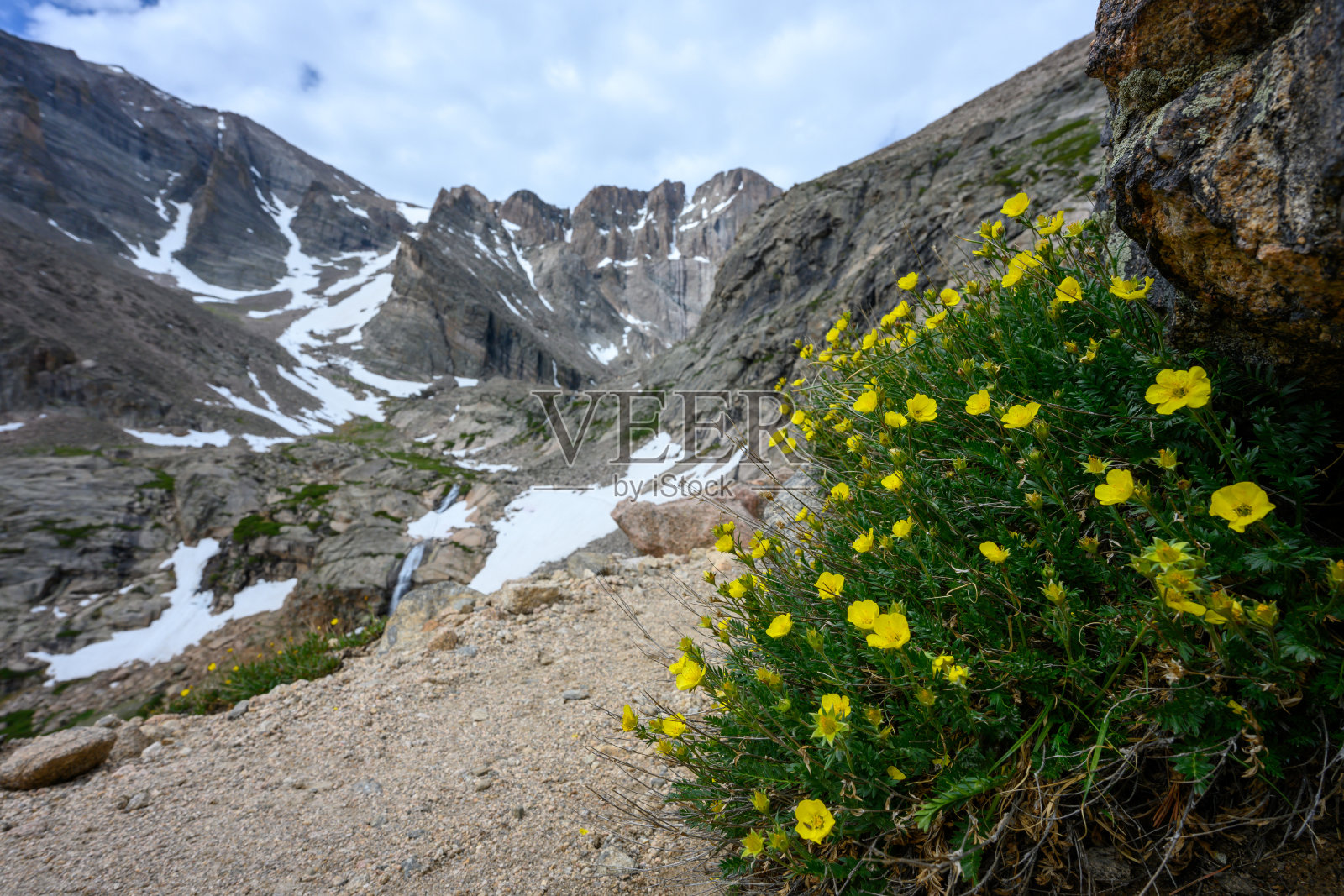 岩石下长着黄色的野花照片摄影图片
