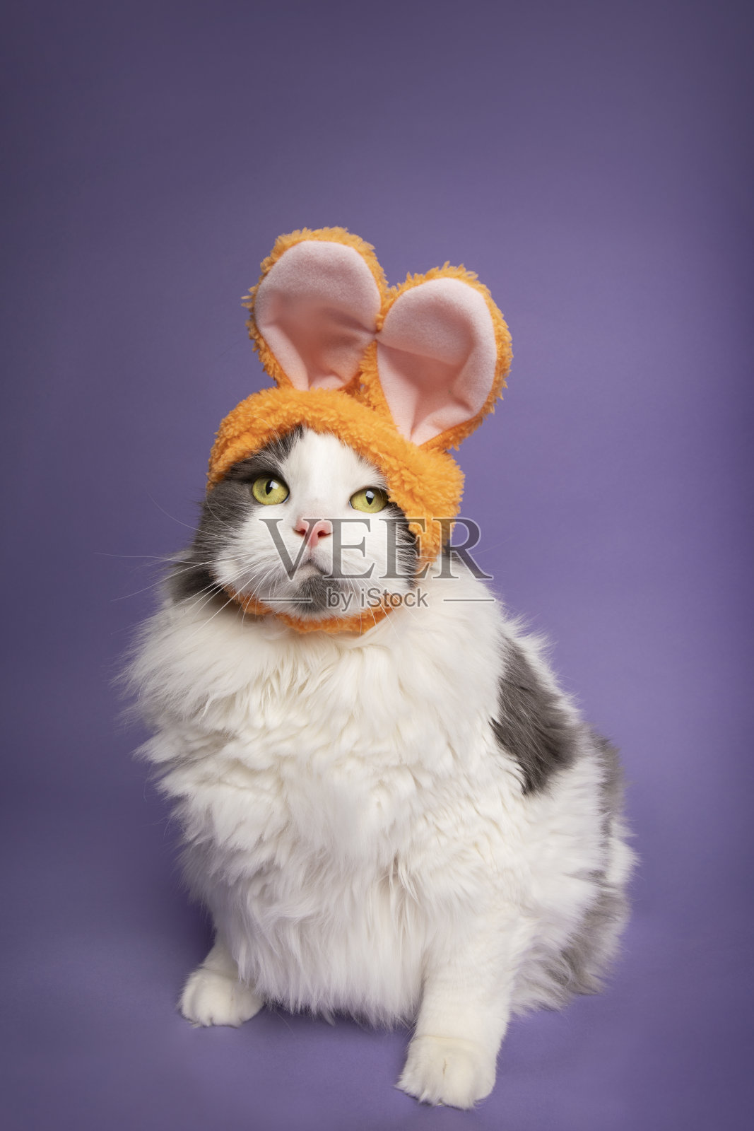 兔耳朵的大猫咪照片摄影图片