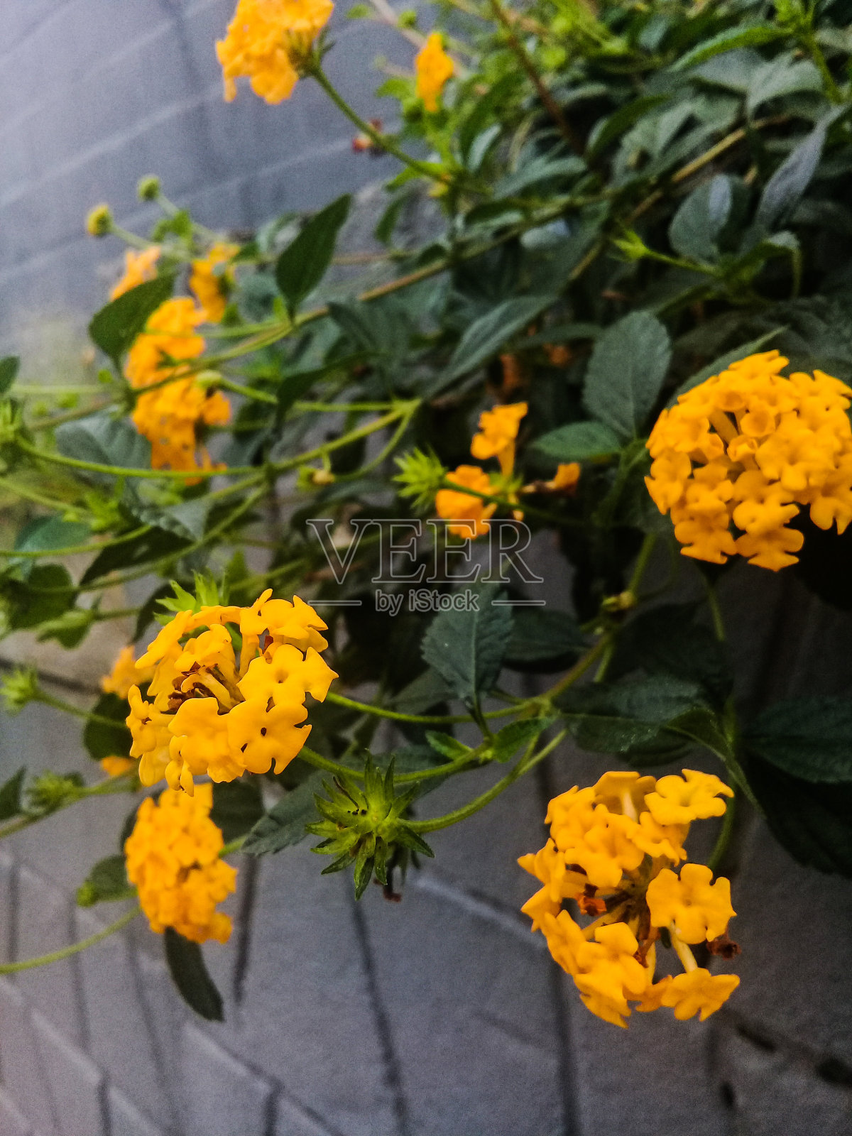 像太阳一样黄照片摄影图片