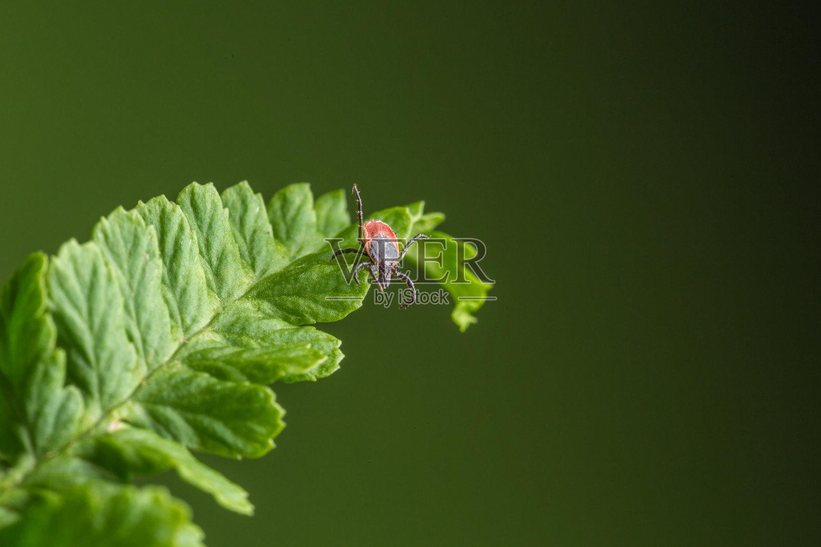 叶子上的一只蜱虫雌性，绿色背景照片摄影图片
