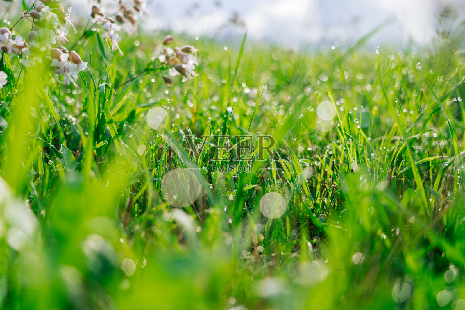 新鲜的绿草与露珠在早晨阿尔卑斯山草地。照片摄影图片