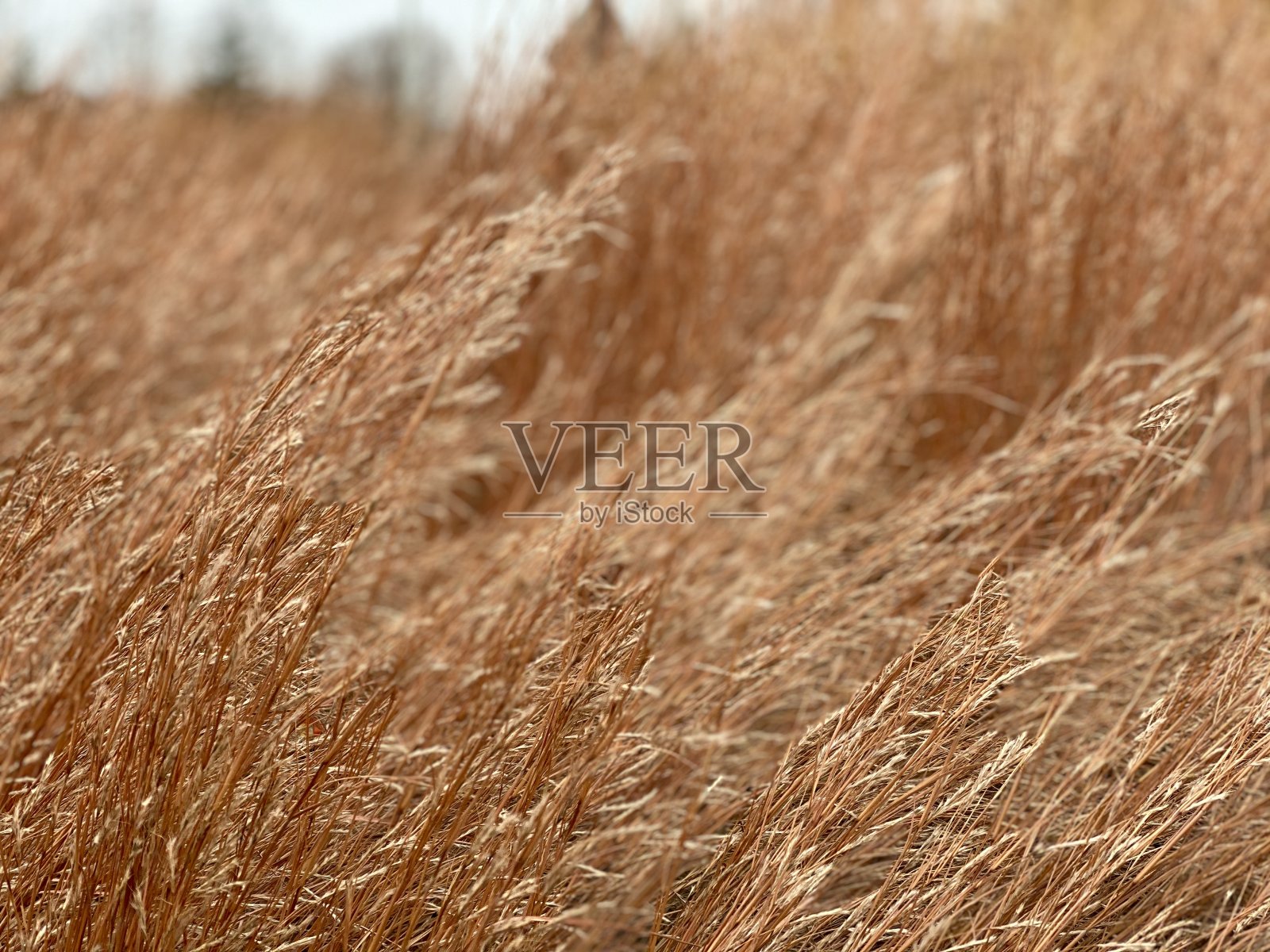 大草原的草照片摄影图片
