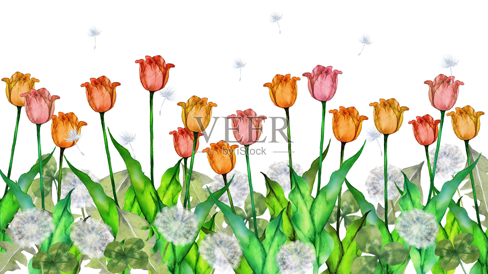 郁金香和蒲公英绒毛插画图片素材