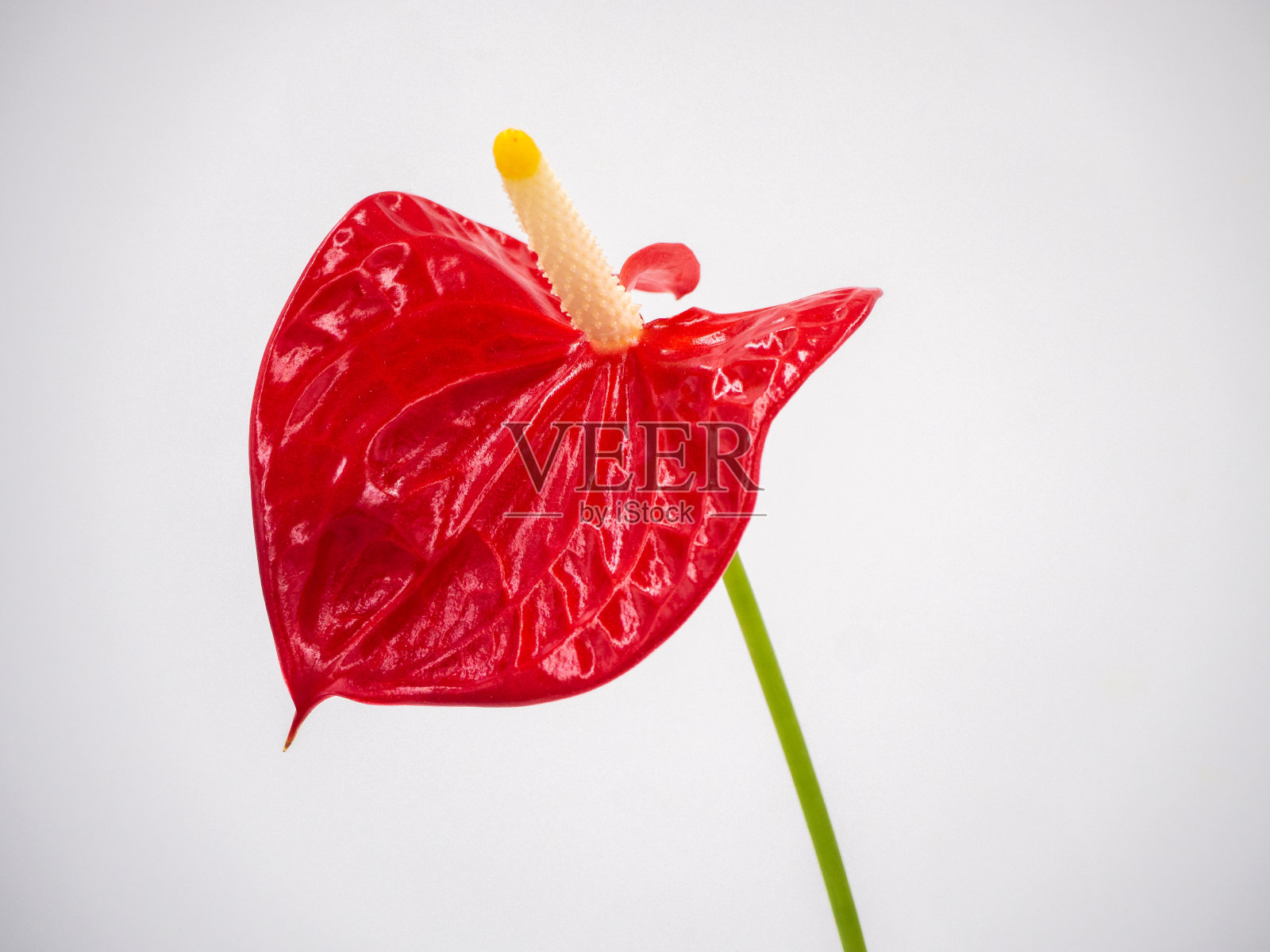 孤立在白色背景上的红色红掌花(蕾丝叶)照片摄影图片