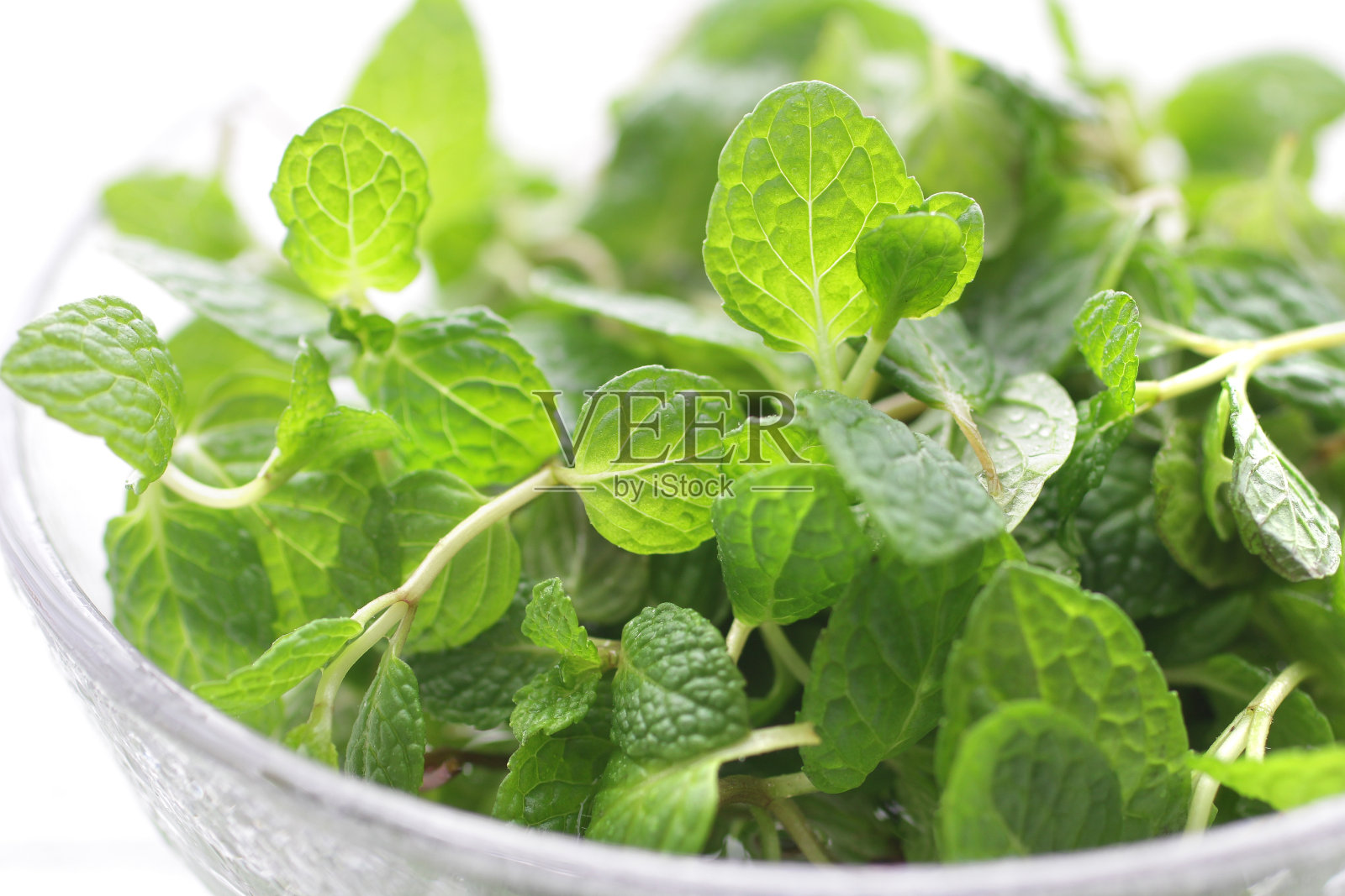 一组绿色草本蔬菜的图片照片摄影图片