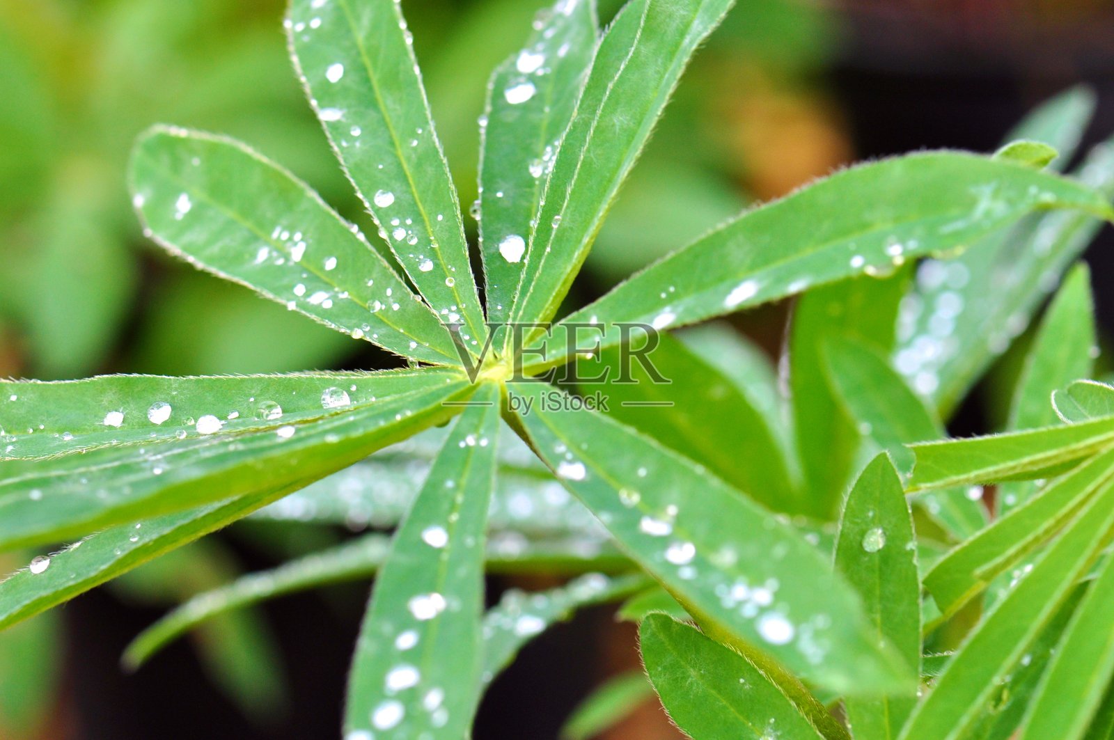卢平叶宏照片摄影图片