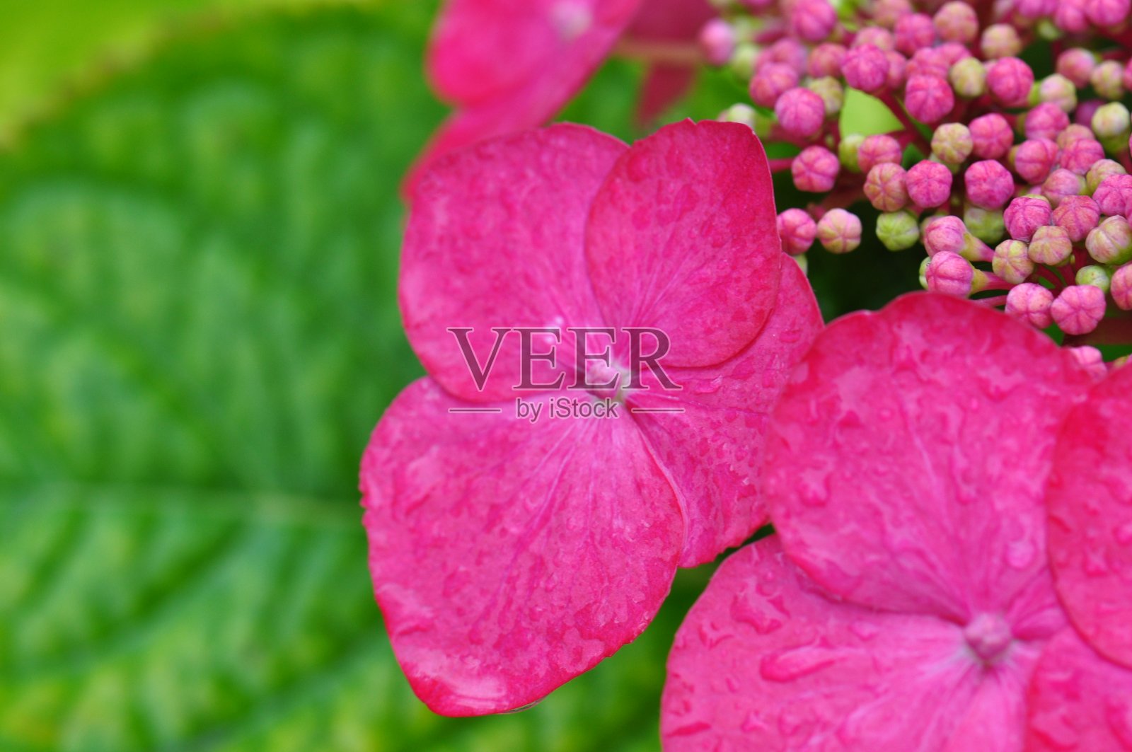 绣球花宏照片摄影图片