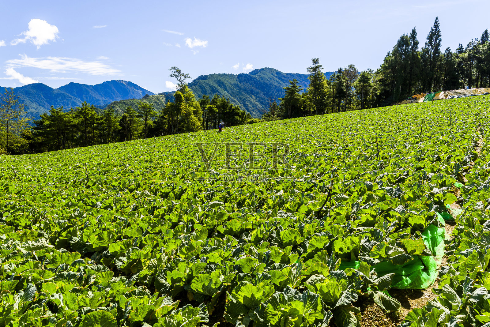 山顶的茶园照片摄影图片