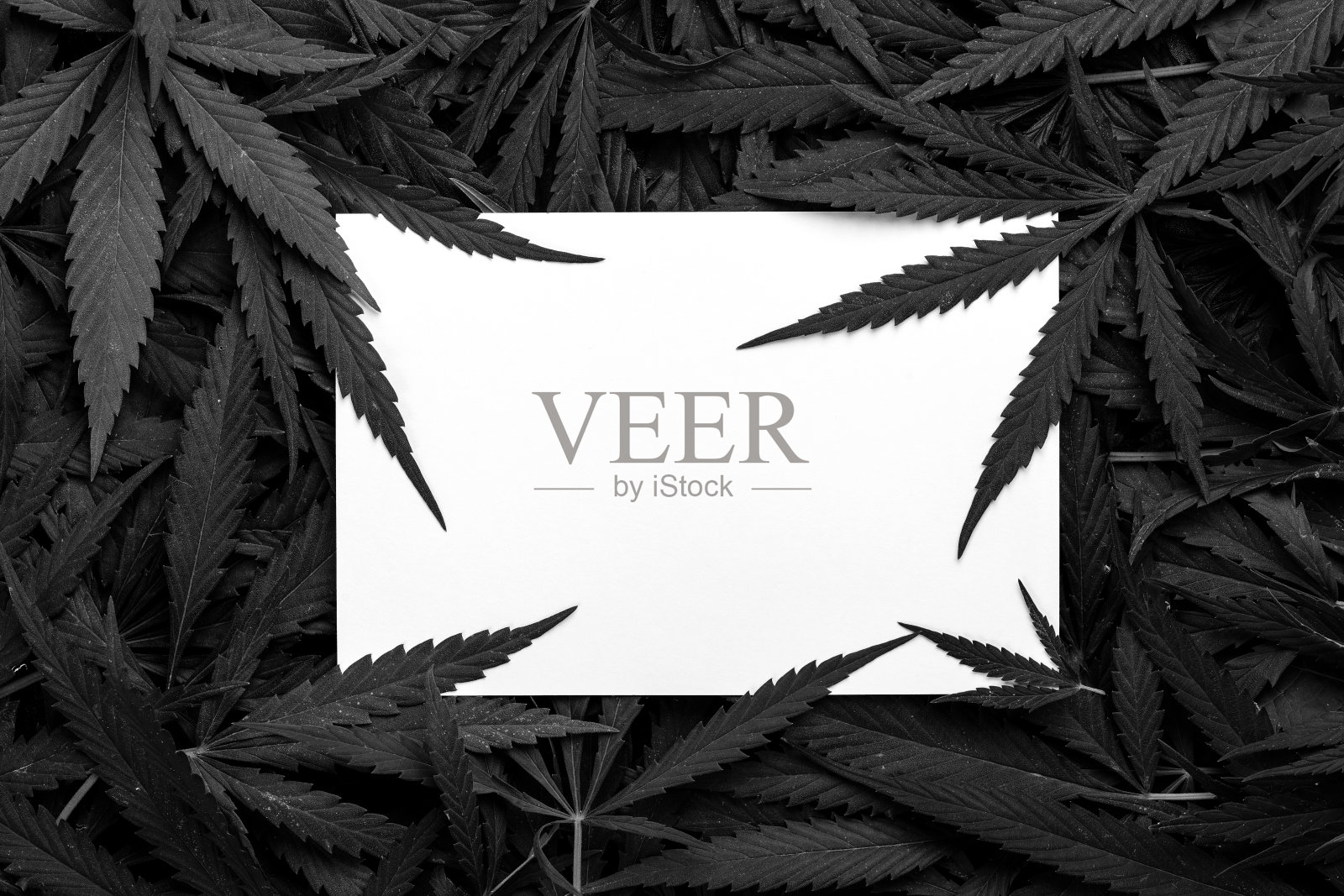 大麻叶子背景照片摄影图片