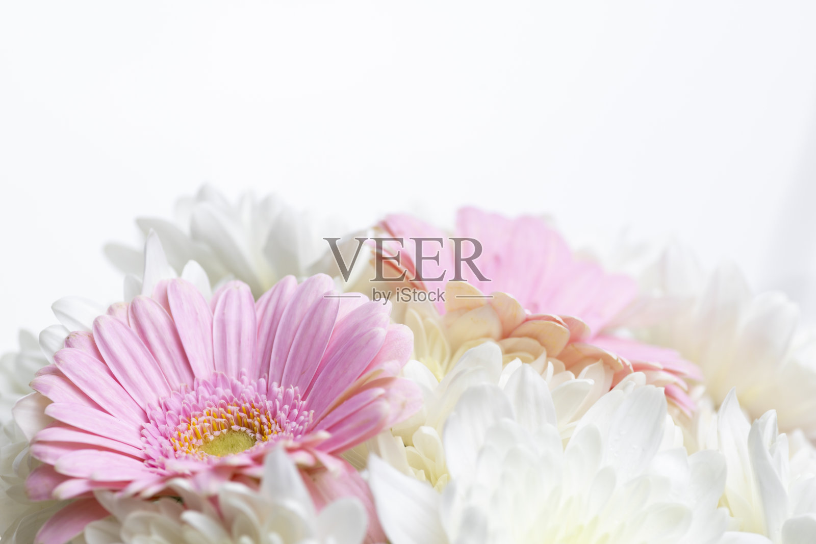 白色背景上的花的静物照片摄影图片