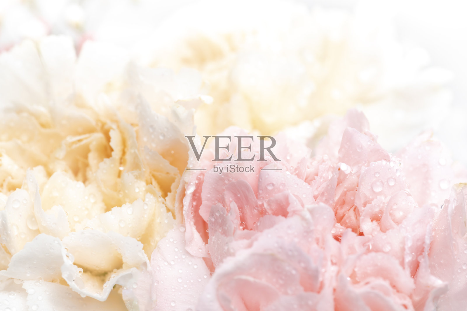 白色背景上的花的静物照片摄影图片