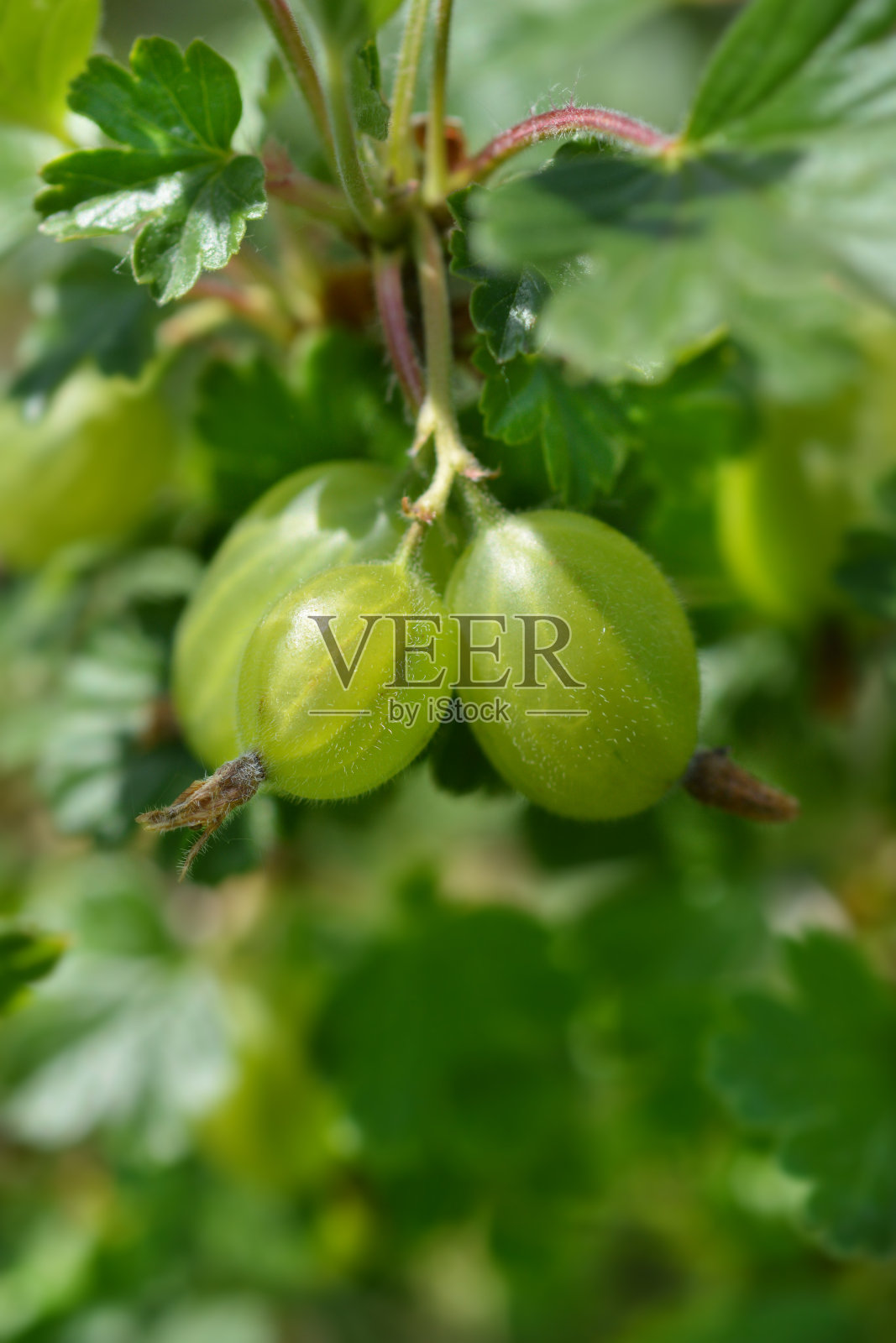 醋栗Hinnomaki绿色照片摄影图片