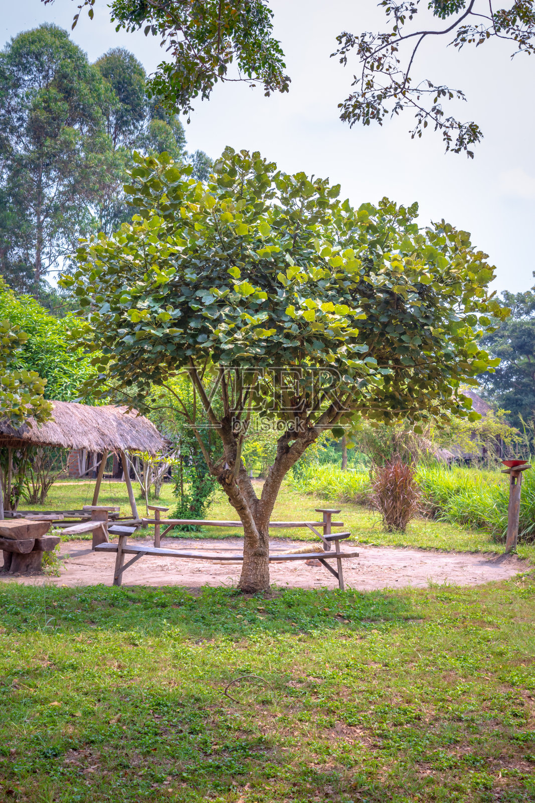 生长在一个休闲公园的芒果果树，乌干达，非洲照片摄影图片