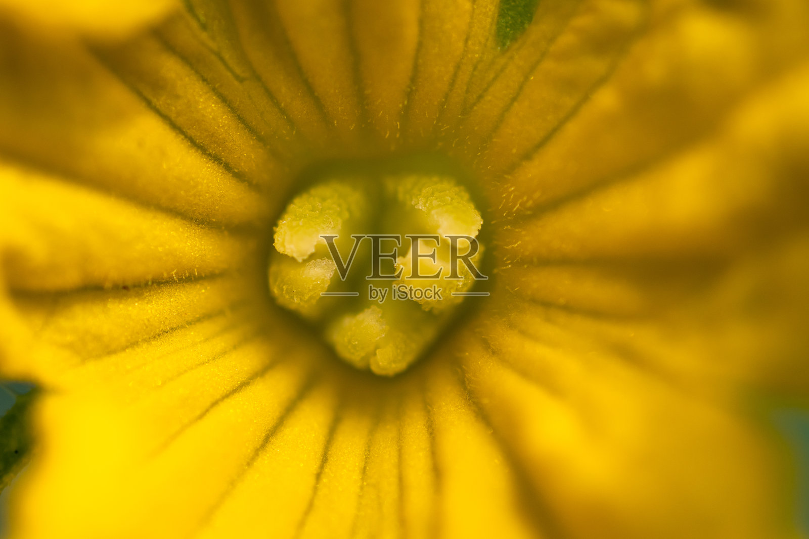 黄瓜黄花照片摄影图片