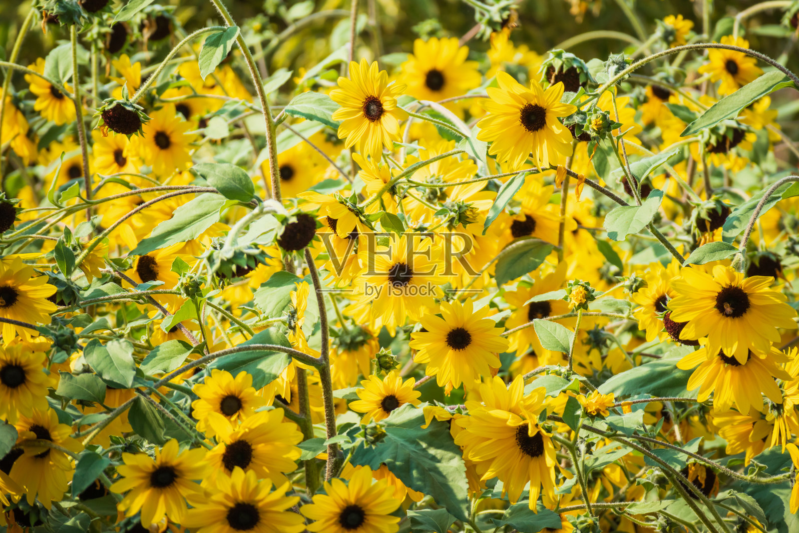 黄色向日葵盛开的田野自然背景照片摄影图片