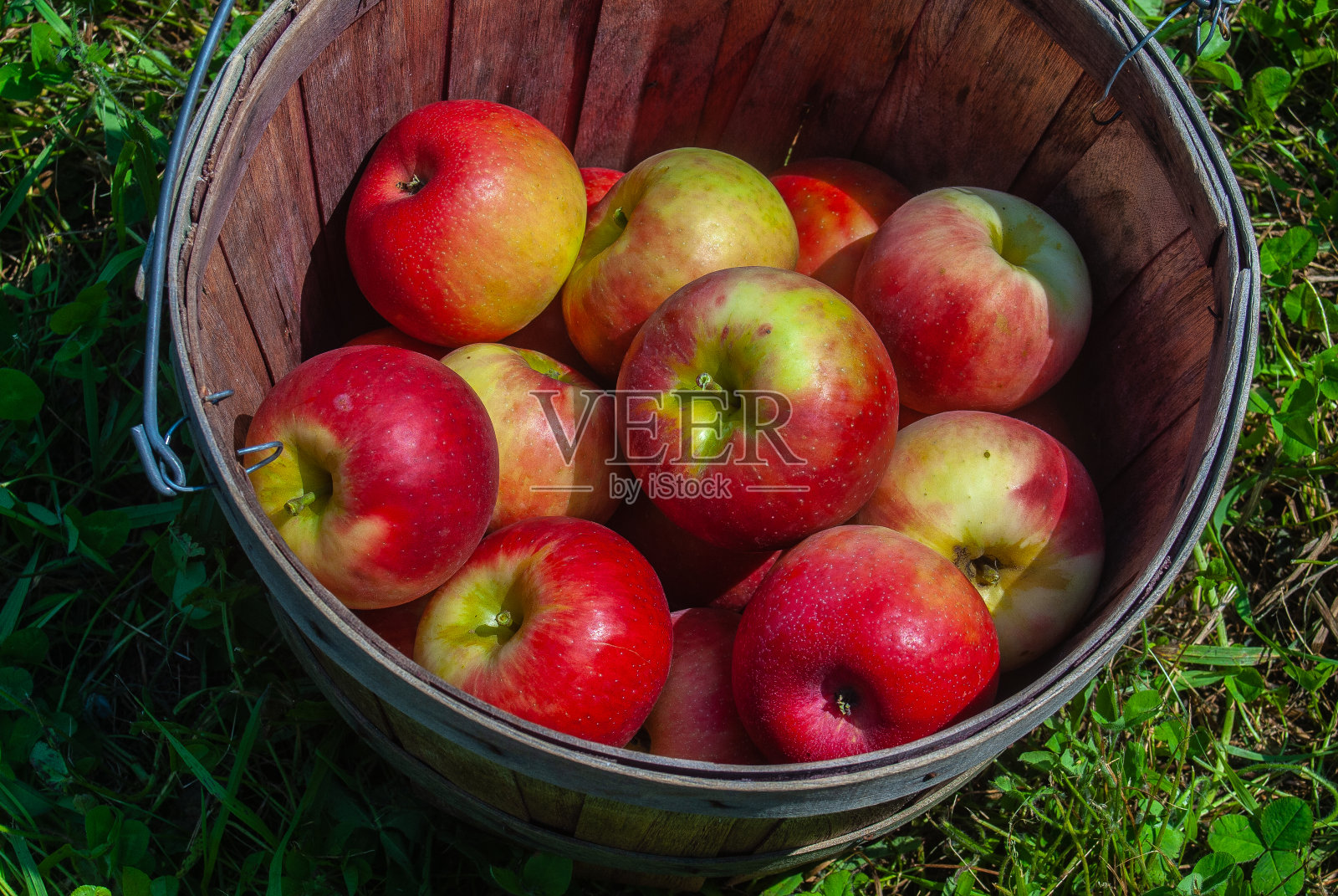 一蒲式耳苹果照片摄影图片