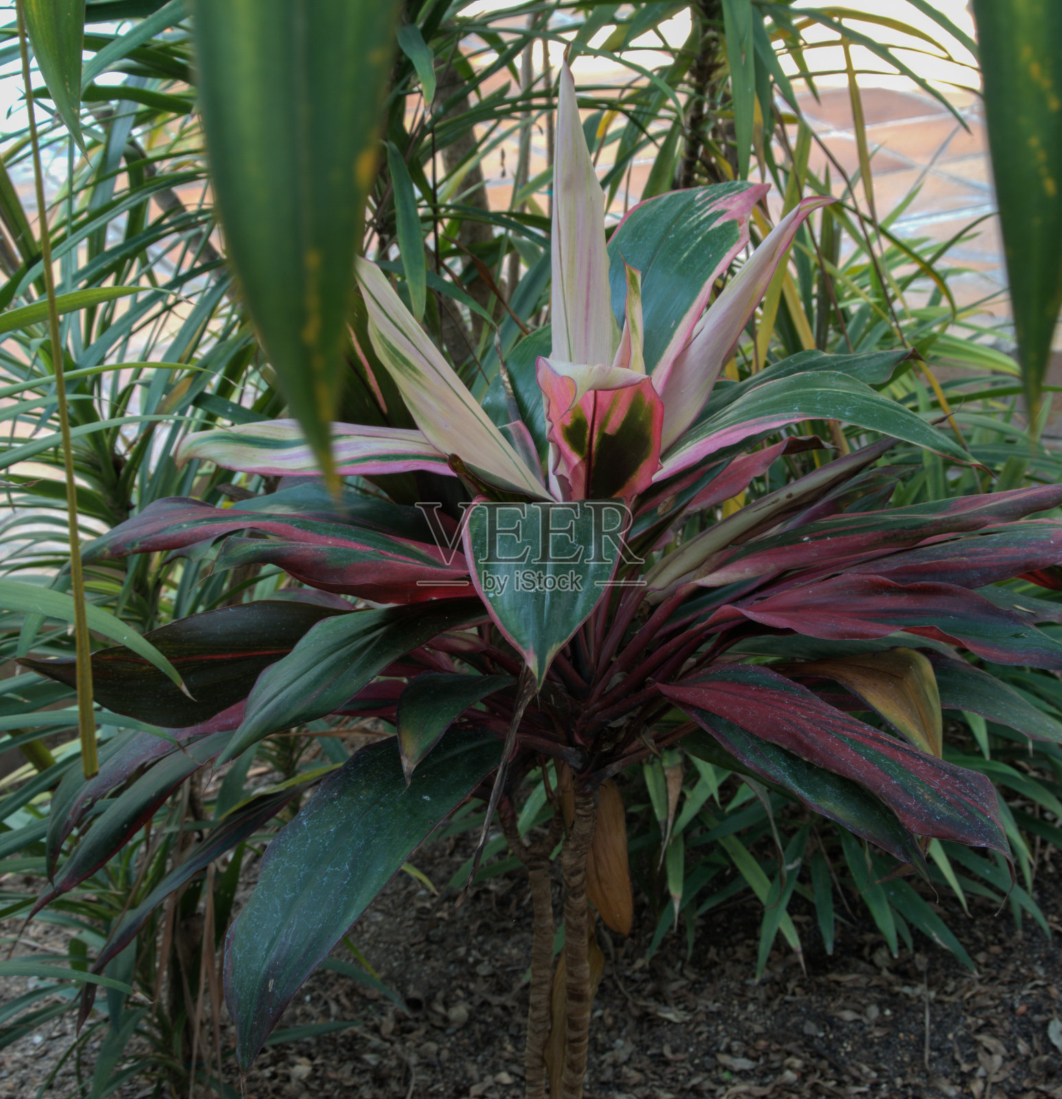 花的细节。选择性地聚焦在花瓣上照片摄影图片