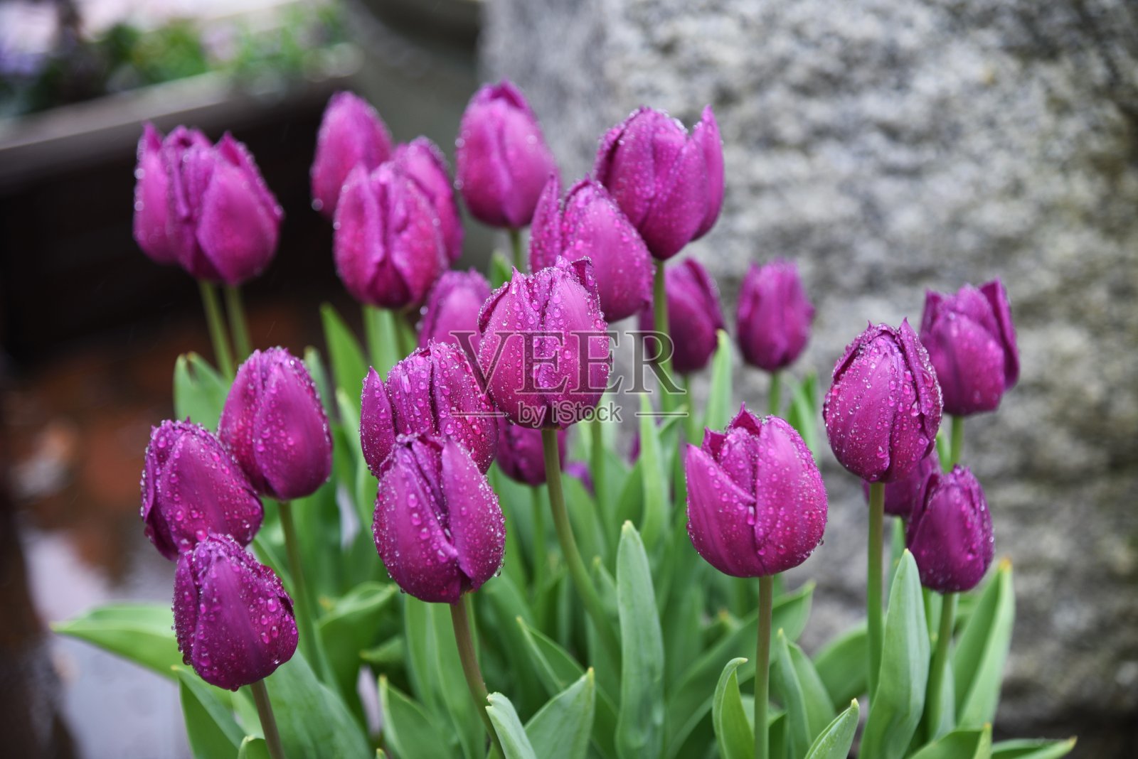 郁金香花照片摄影图片