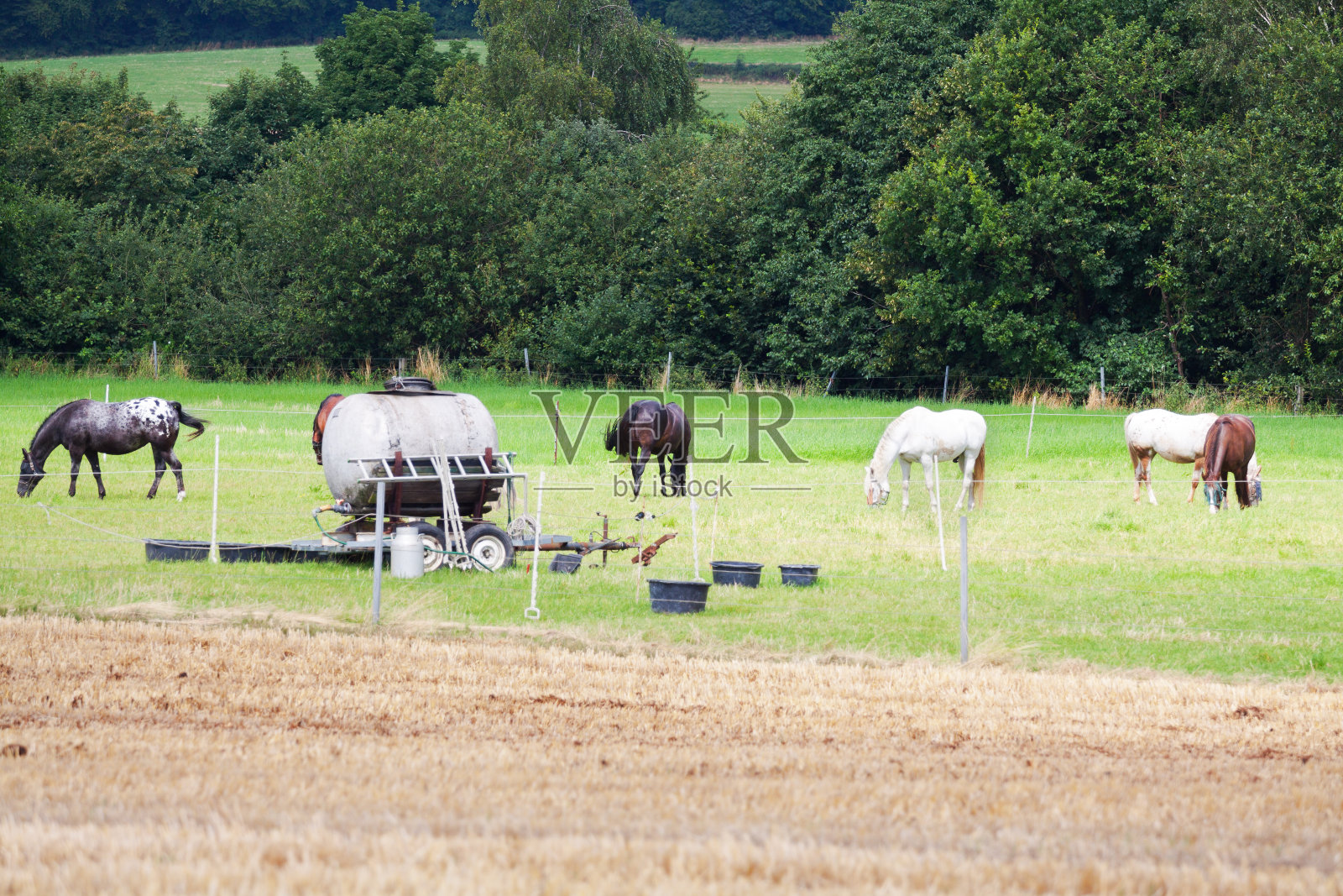 埃森收割的田地和草地上的马照片摄影图片