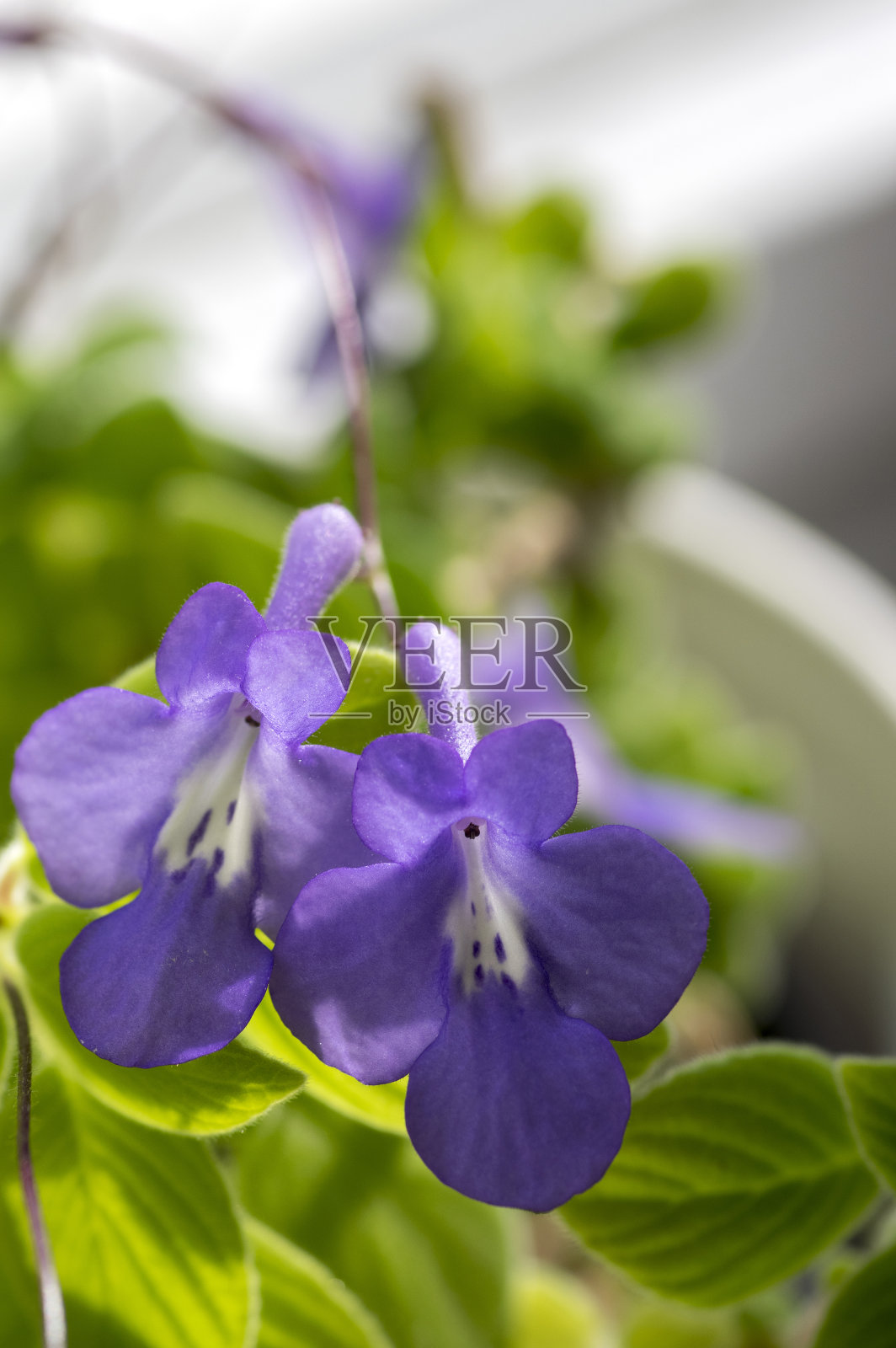 撒克逊链果开花照片摄影图片