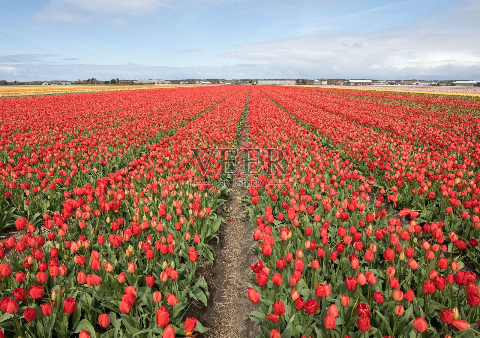 荷兰南荷兰的郁金香田照片摄影图片