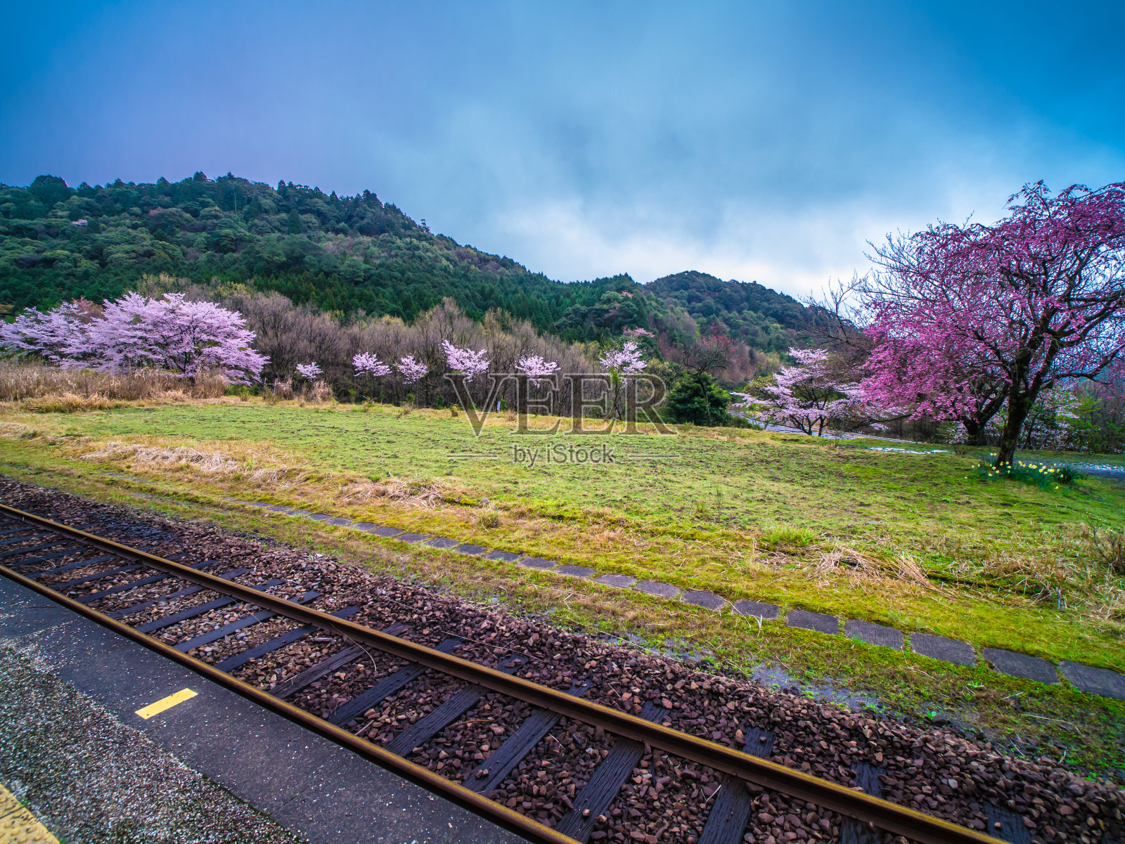 樱仁照片摄影图片