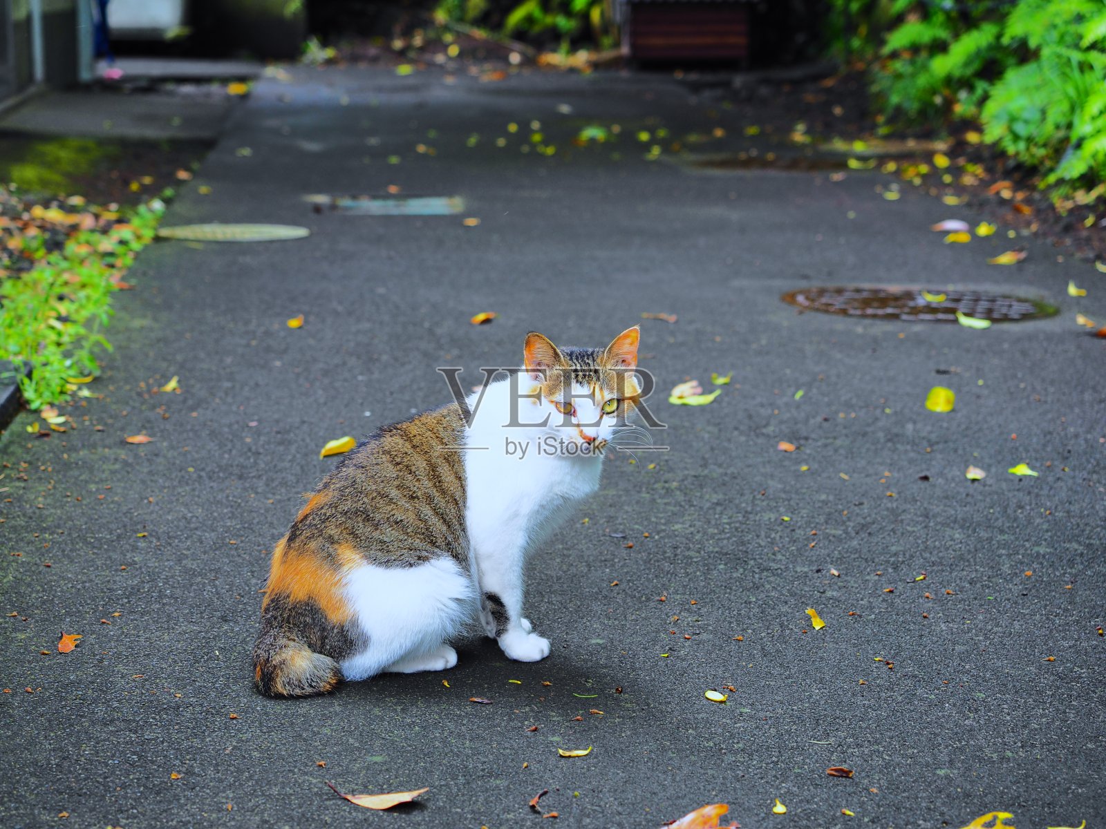 流浪猫青岛照片摄影图片
