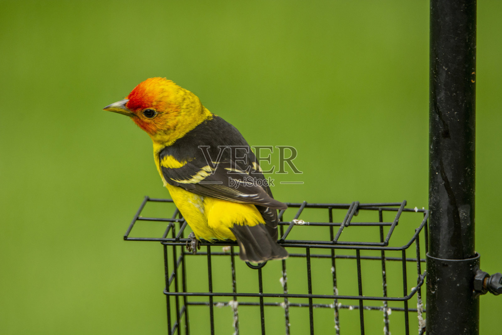 雄性西部唐纳雀栖息在喂鸟器上照片摄影图片