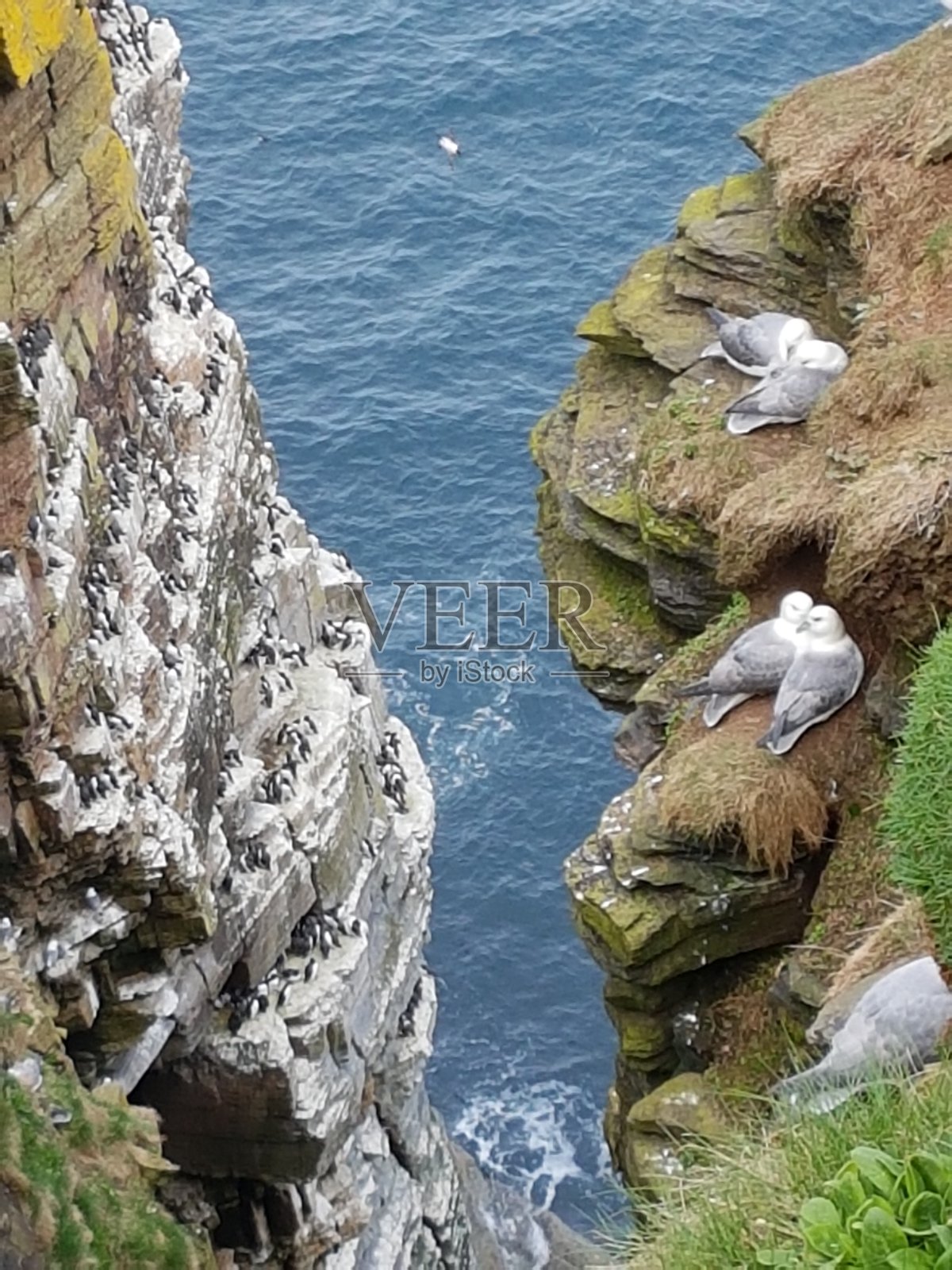 邓肯斯比角的悬崖照片摄影图片