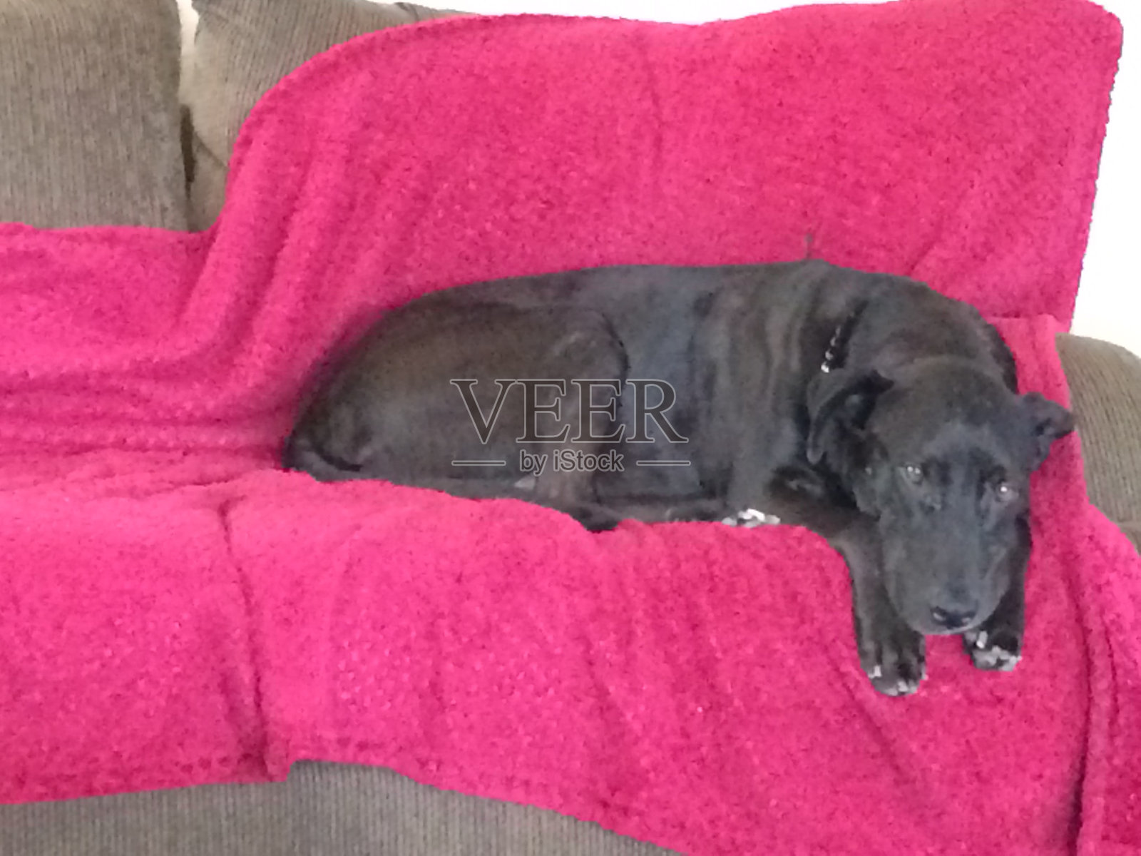 沙发上的黑色拉布拉多犬照片摄影图片