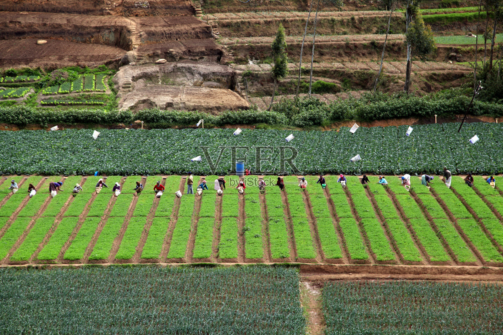 斯里兰卡的茶园照片摄影图片