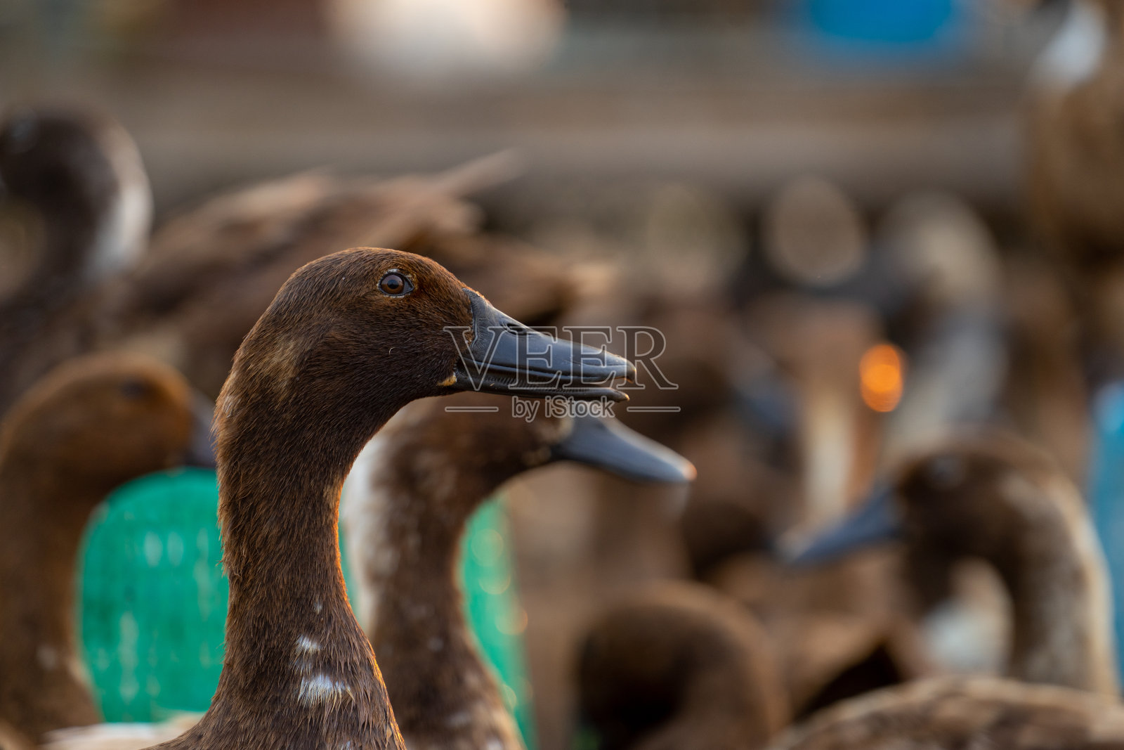 靠近鸭子，看细节和鸭子的眼睛照片摄影图片
