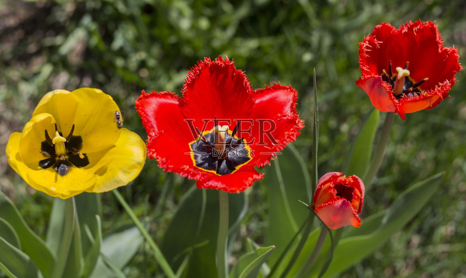 花园里红色郁金香中的一株黄色郁金香，俯视照片摄影图片