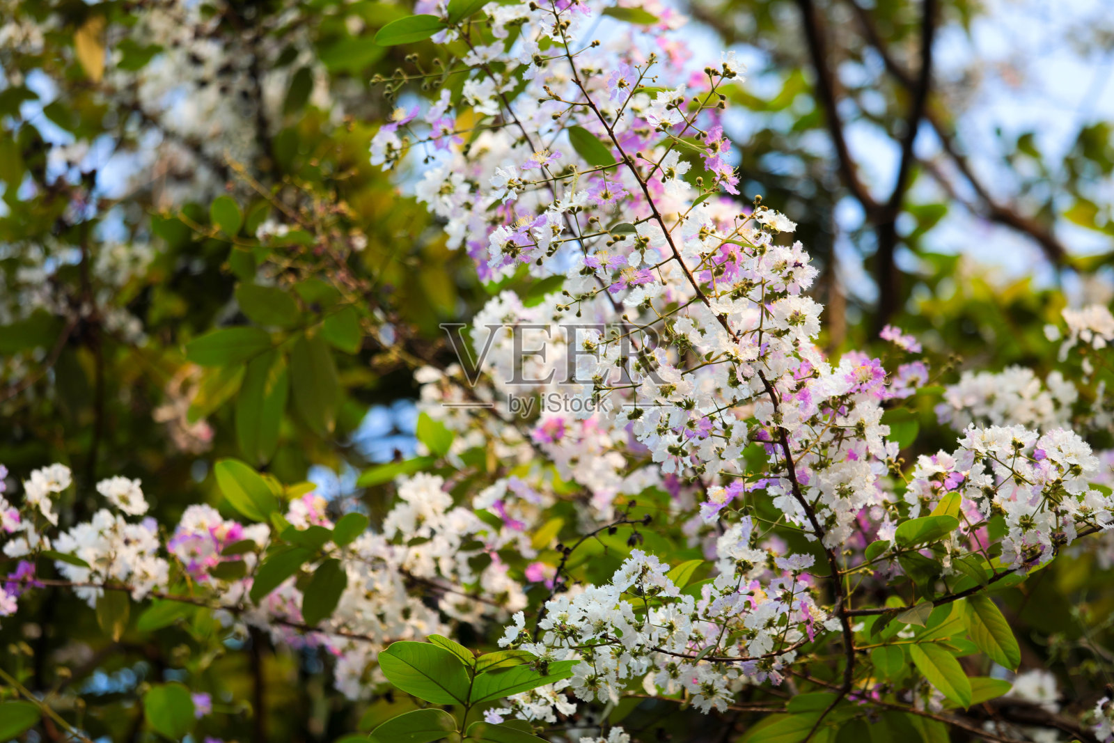 Inthanin花，美丽的紫色和白色的Inthanin花。照片摄影图片