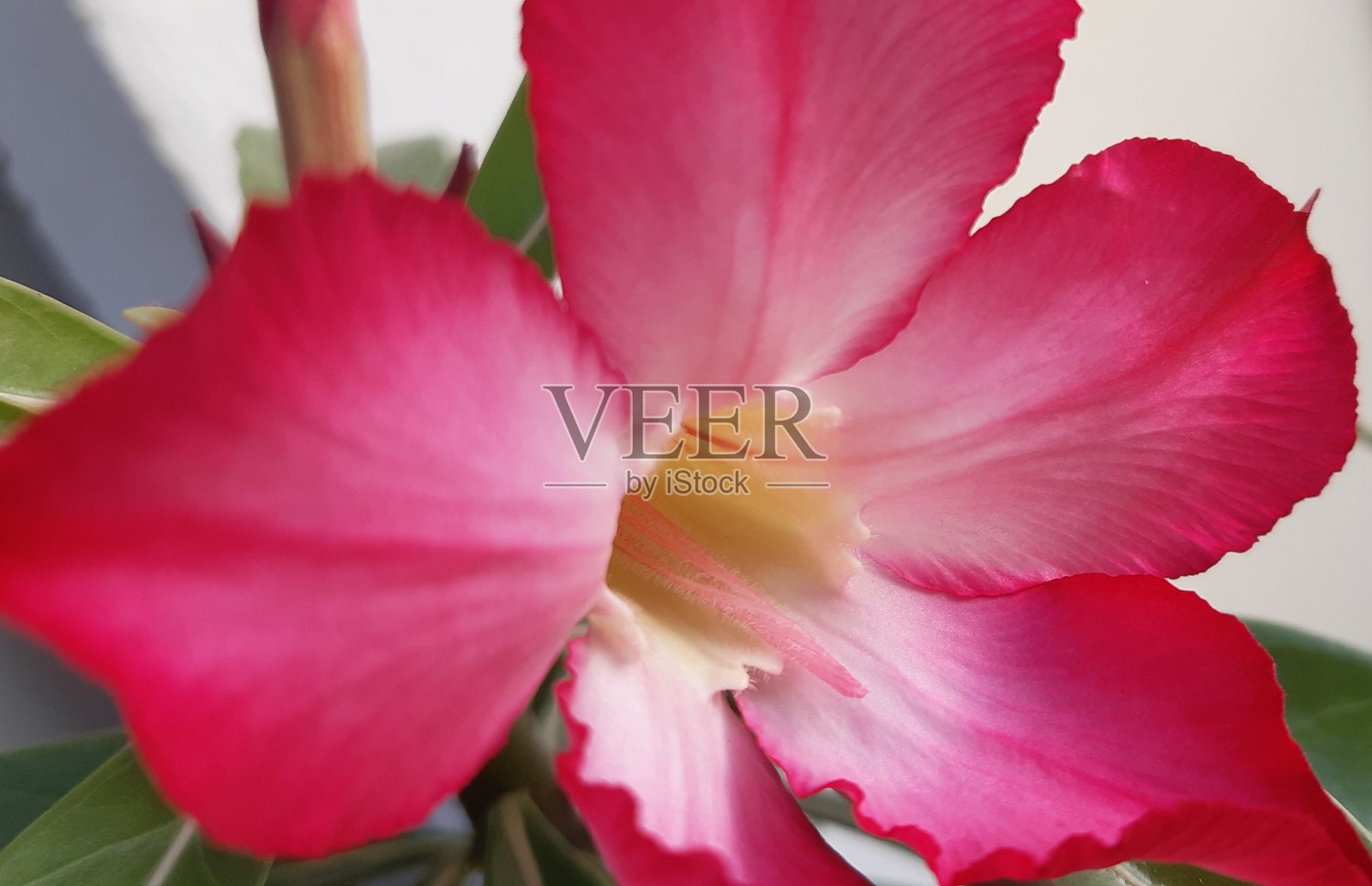 沙漠之花照片摄影图片