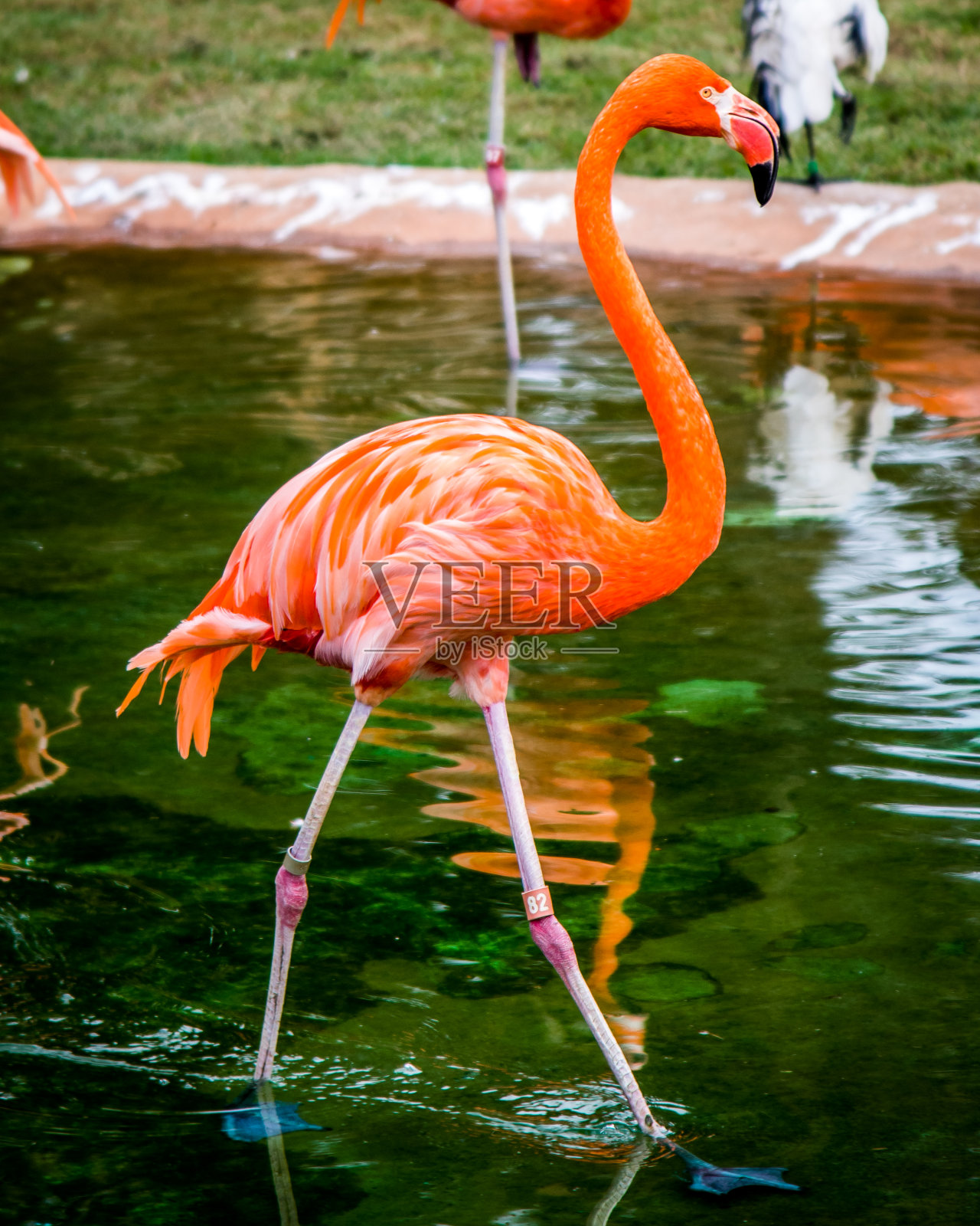 公园里的火烈鸟照片摄影图片