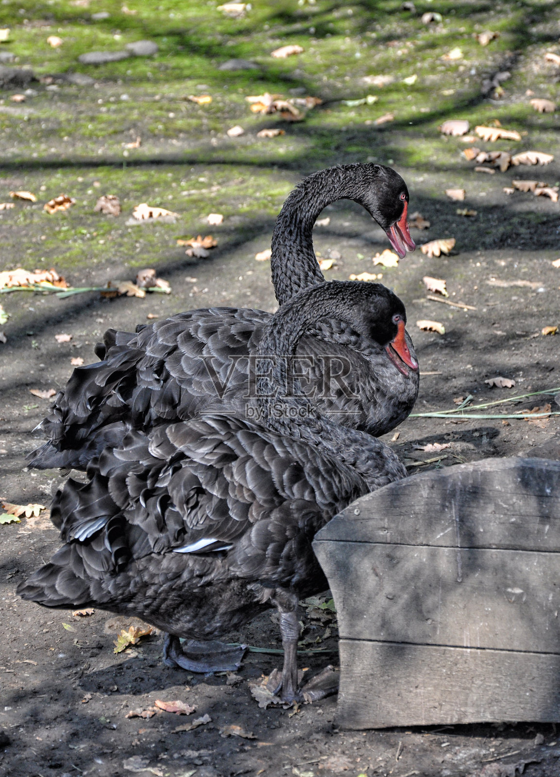 两只黑天鹅走在街上，特写，天鹅相爱照片摄影图片