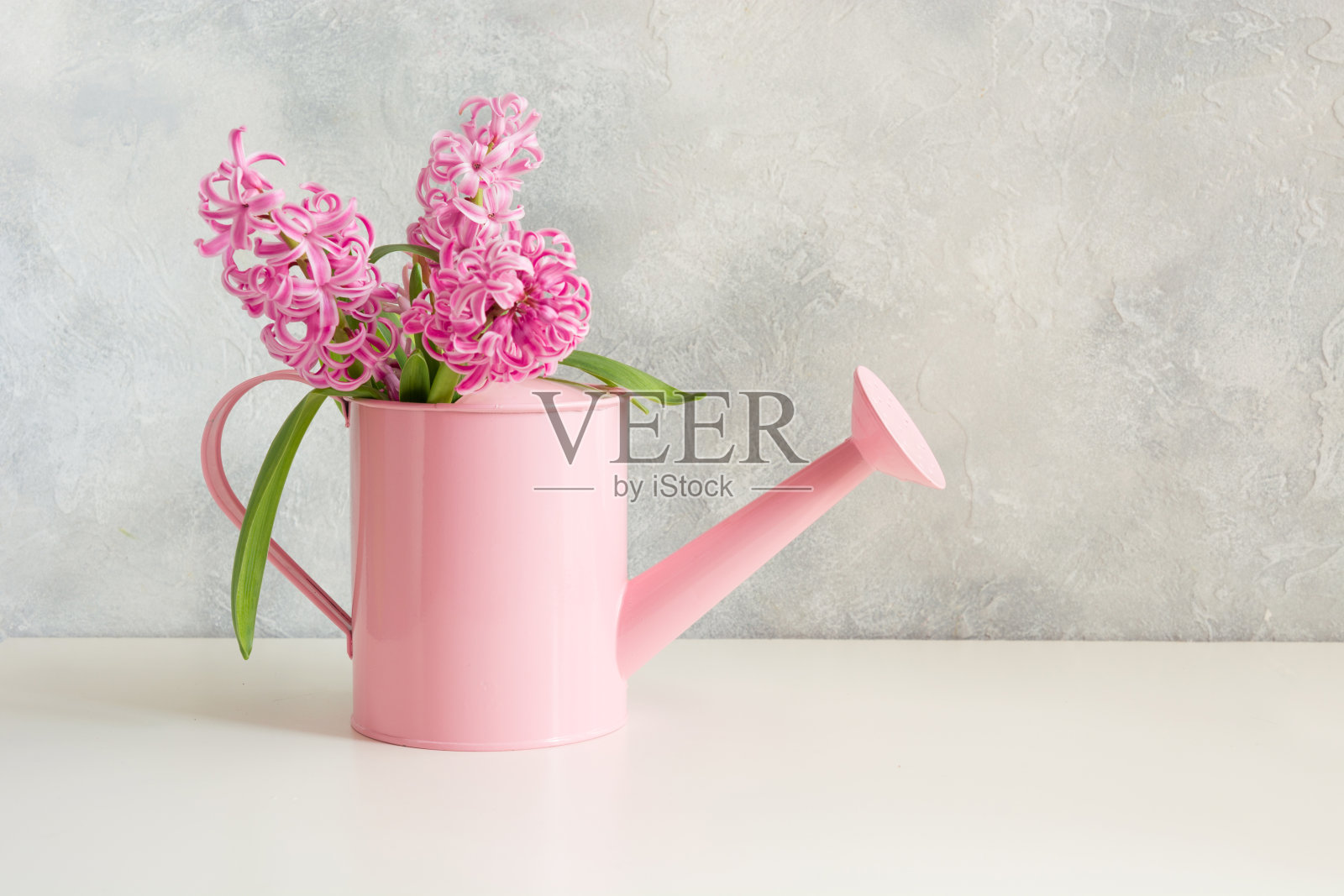 装饰喷壶与粉红色的风信子。园艺。照片摄影图片