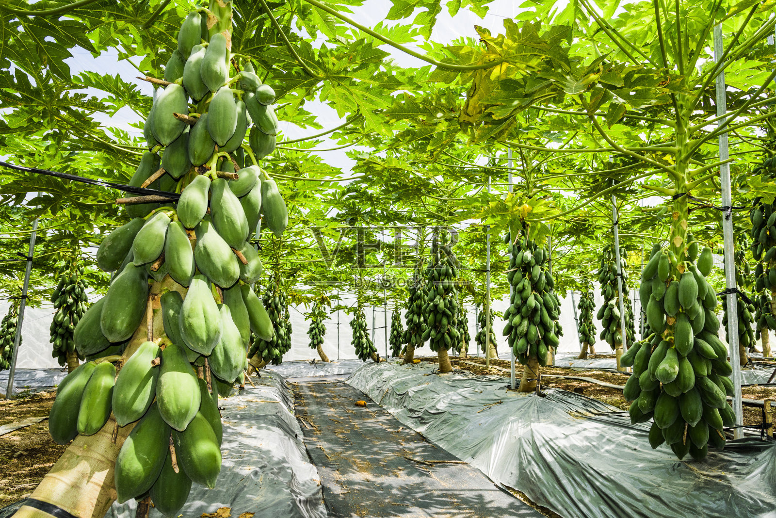 树上有一群绿色的木瓜照片摄影图片