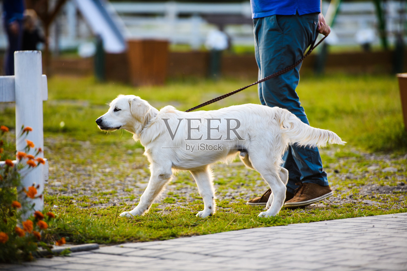 公园里的金毛猎犬小狗。一个人在遛狗照片摄影图片