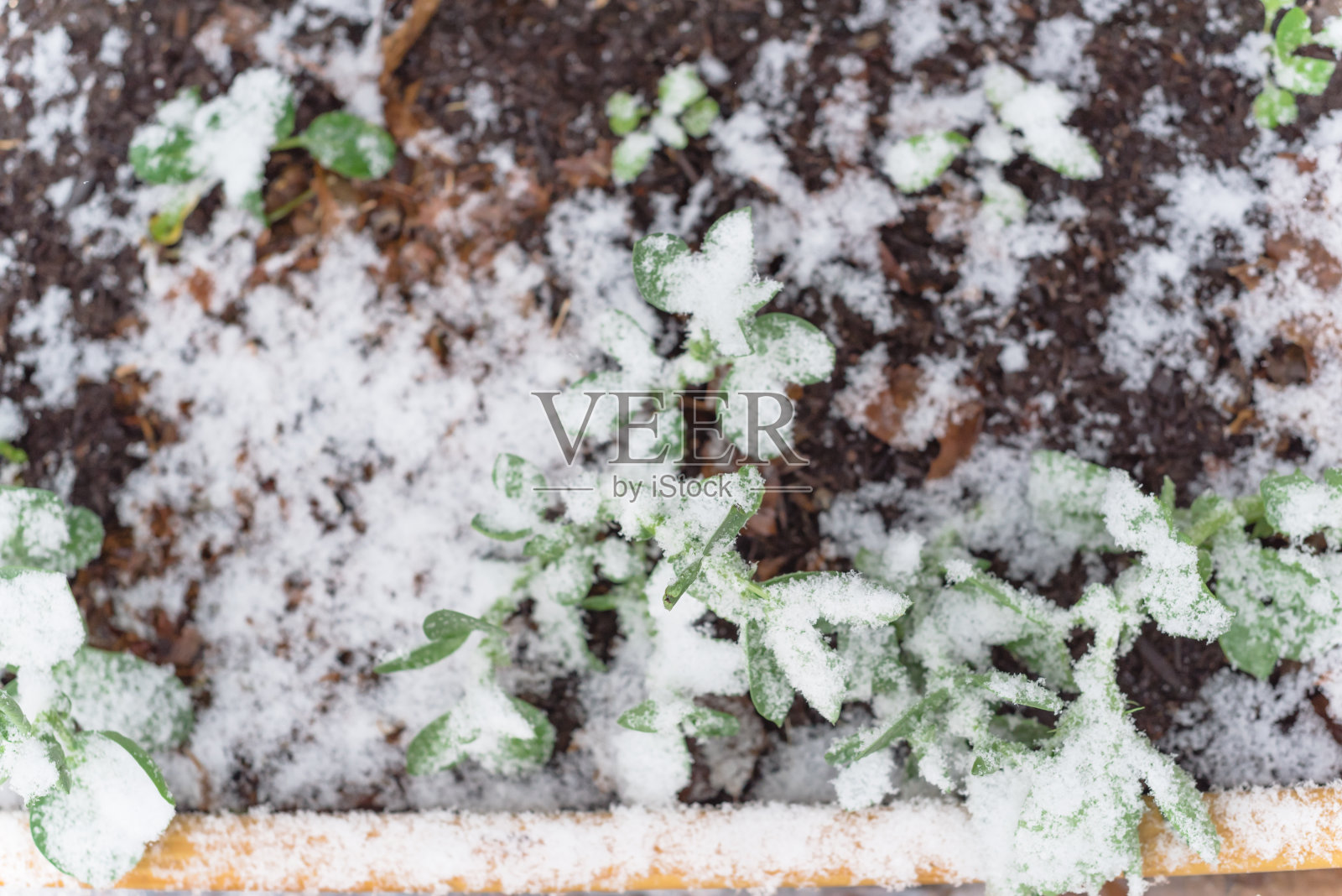 在德克萨斯州达拉斯附近，用蚕豆在雪下生长的苗圃花园照片摄影图片