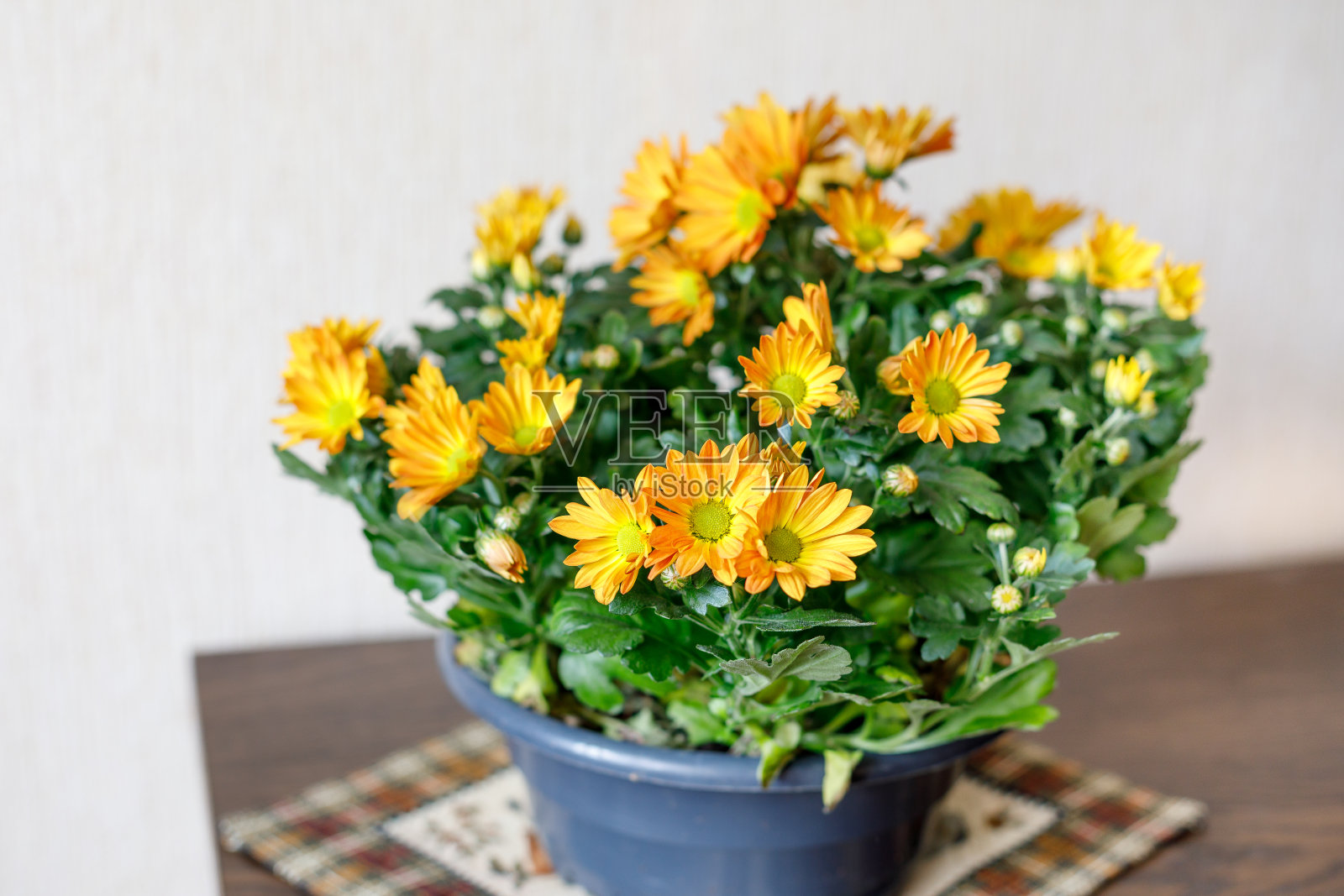 一种鲜艳的植物，用于装饰家庭内部，家庭学校，花园。照片摄影图片