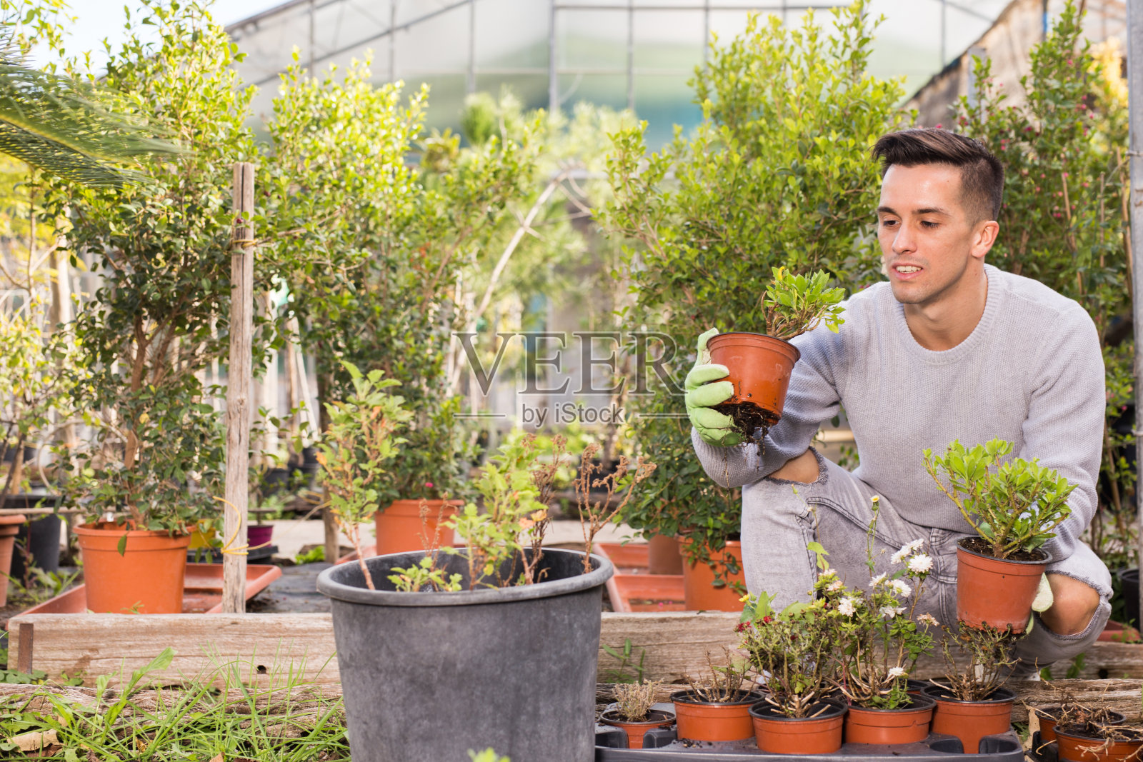 在温室工作的园丁照片摄影图片