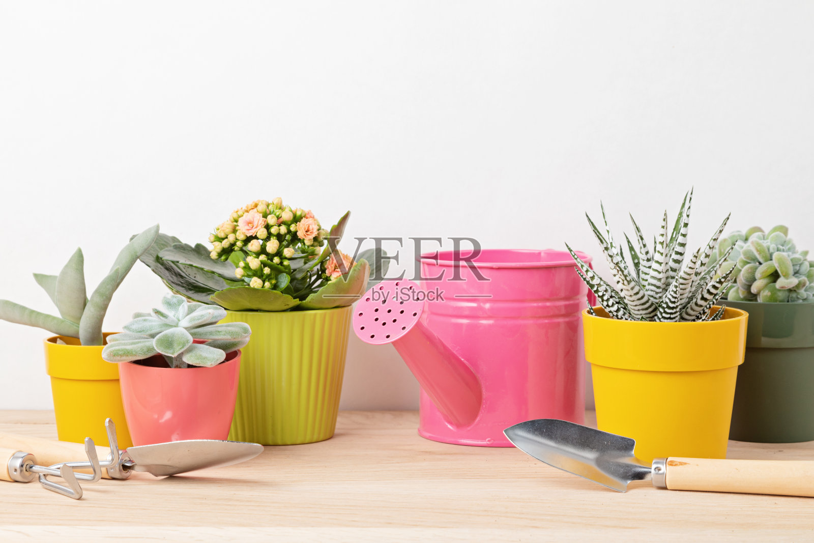 彩色花盆中的多肉植物和园艺工具组合，时尚室内花园家居园艺概念照片摄影图片