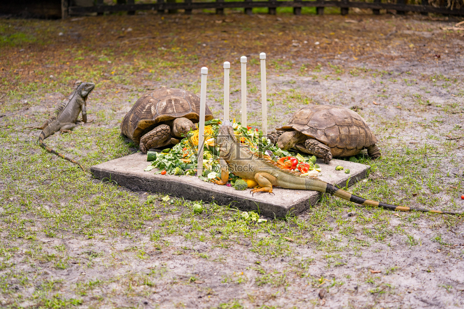 南佛罗里达自然摄影照片摄影图片