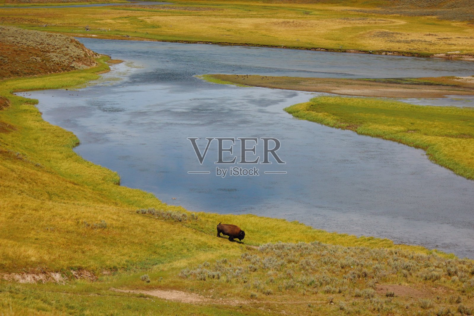 在黄石国家公园的海顿山谷，一只孤独的野牛幼崽正在吃草照片摄影图片