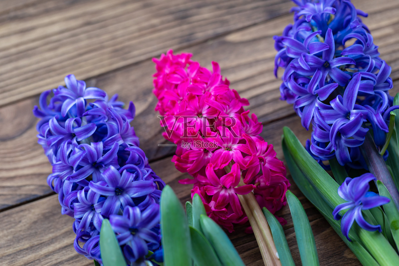 神奇的粉色和紫色风信子在木制背景与复制空间和仙女灰尘纹理效果照片摄影图片