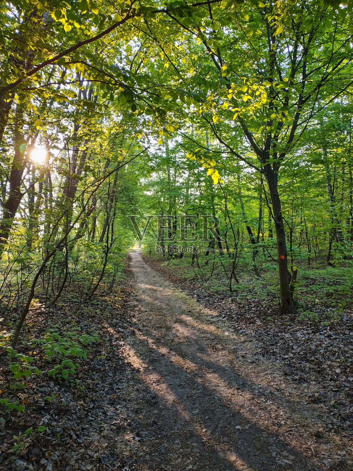 泥泞的小路上有一条小河，在森林里。照片摄影图片